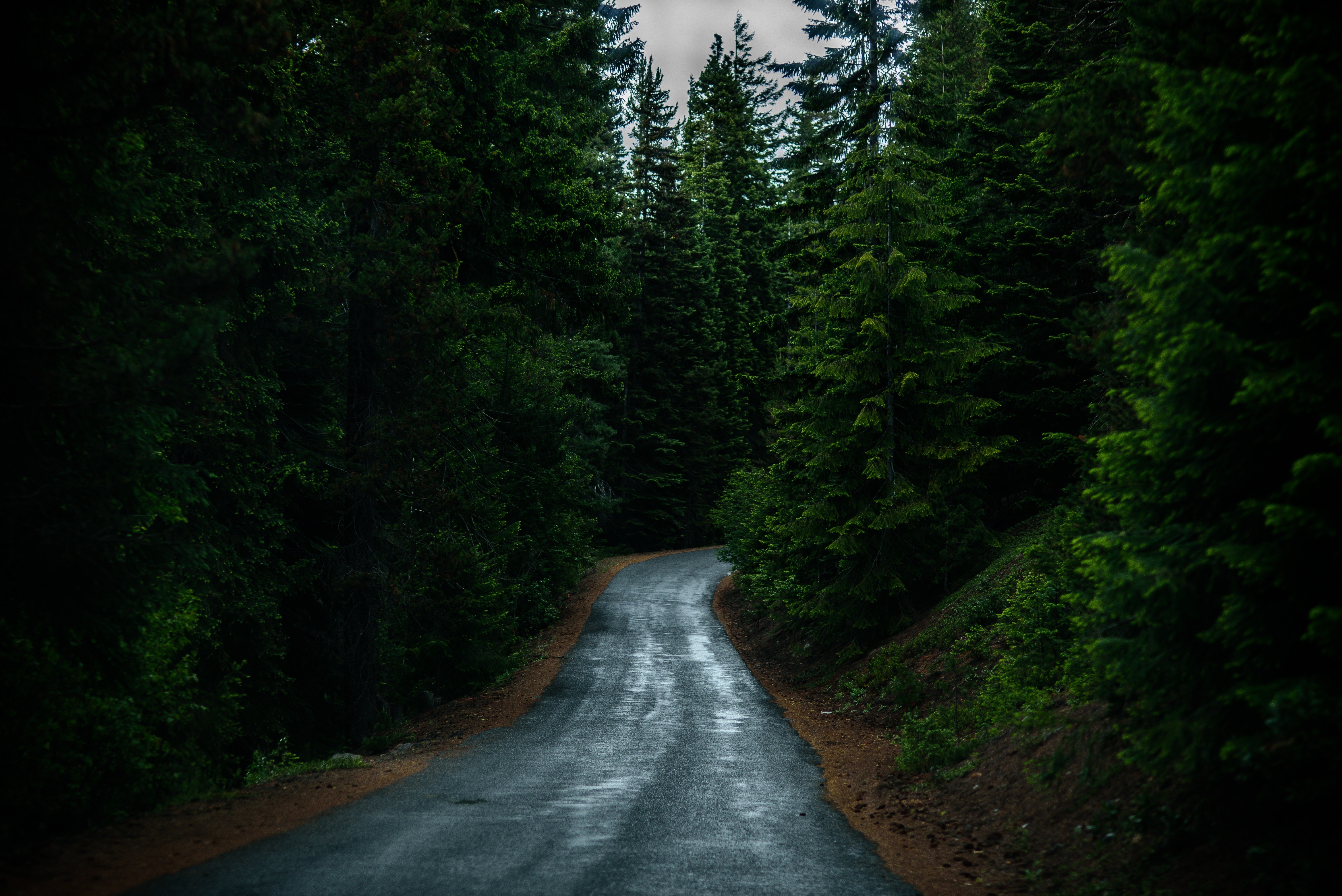 A wet road winds through a dense forest of tall evergreen trees. HD Wallpaper