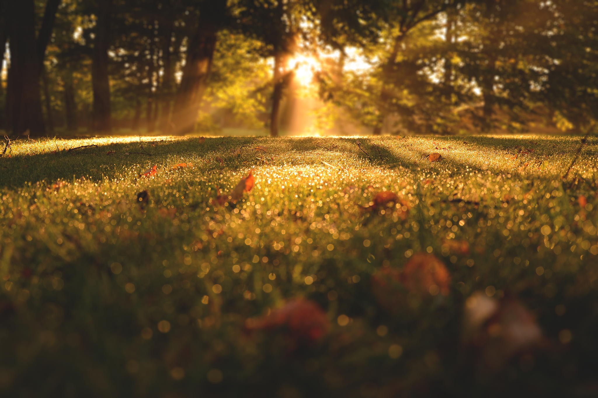 Sunlight filtering through trees onto dewy grass HD Wallpaper