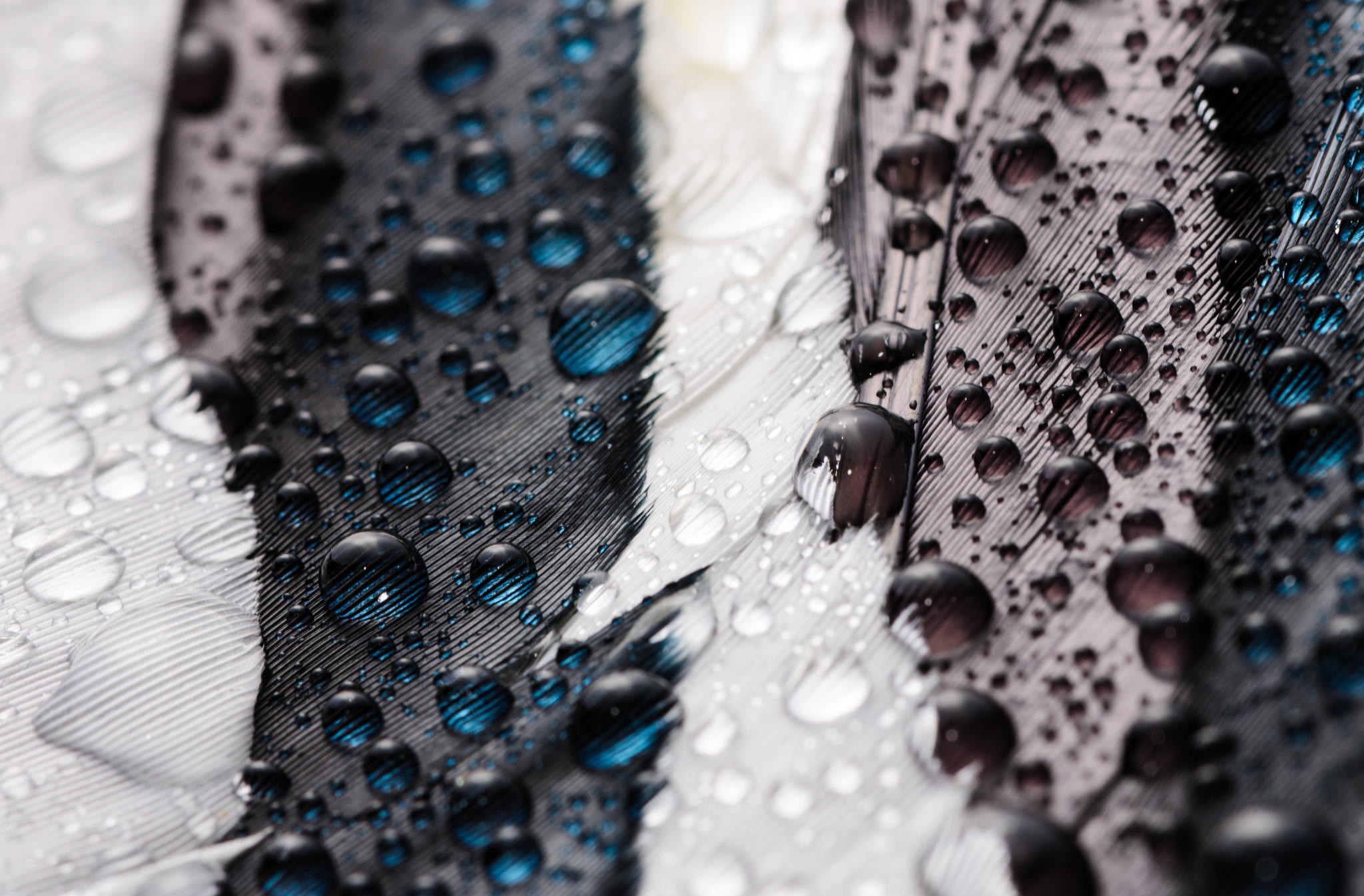 Macro shot of feathers with water drops HD Wallpaper