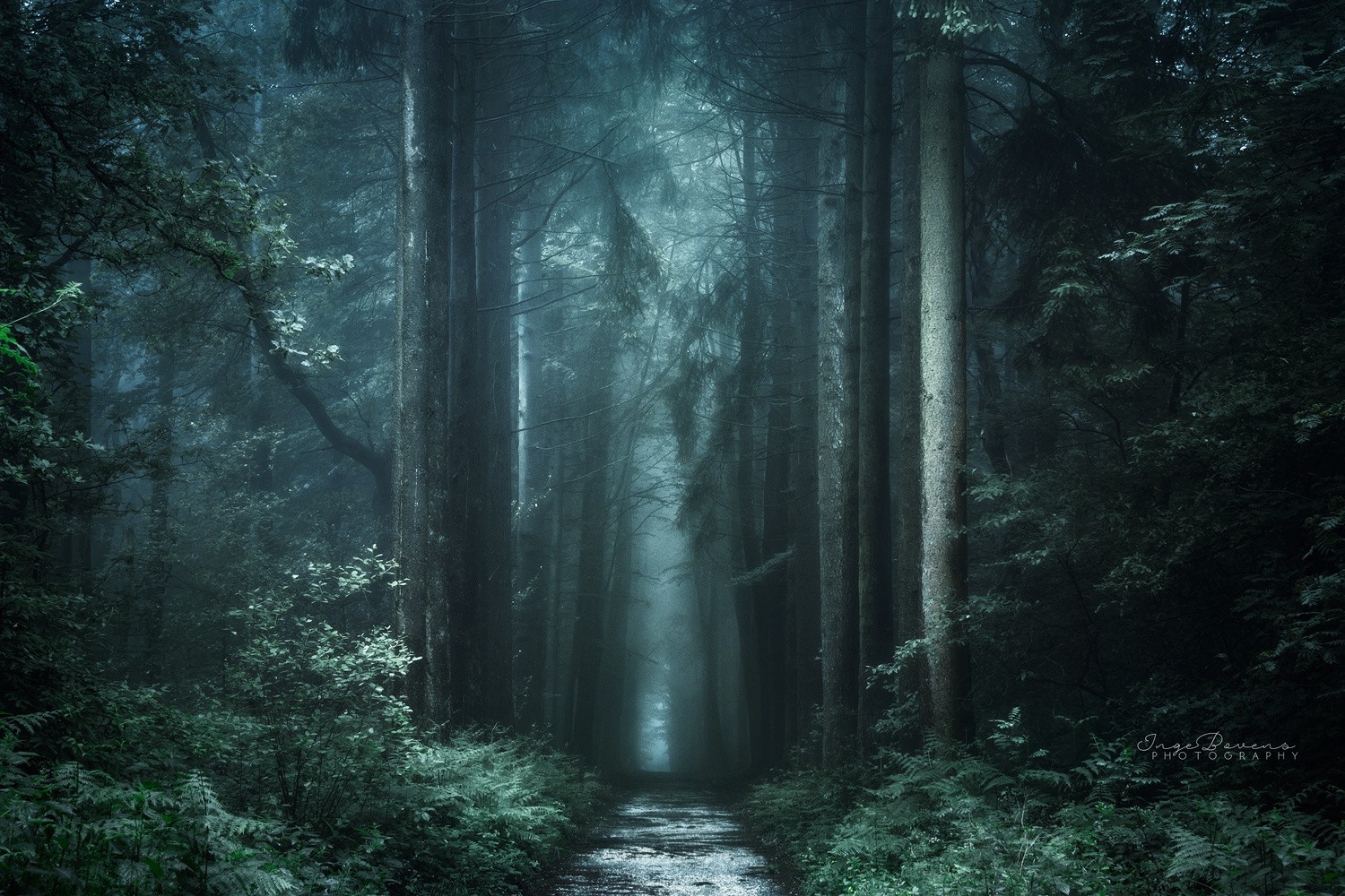 A dark and misty forest path with tall trees HD Wallpaper