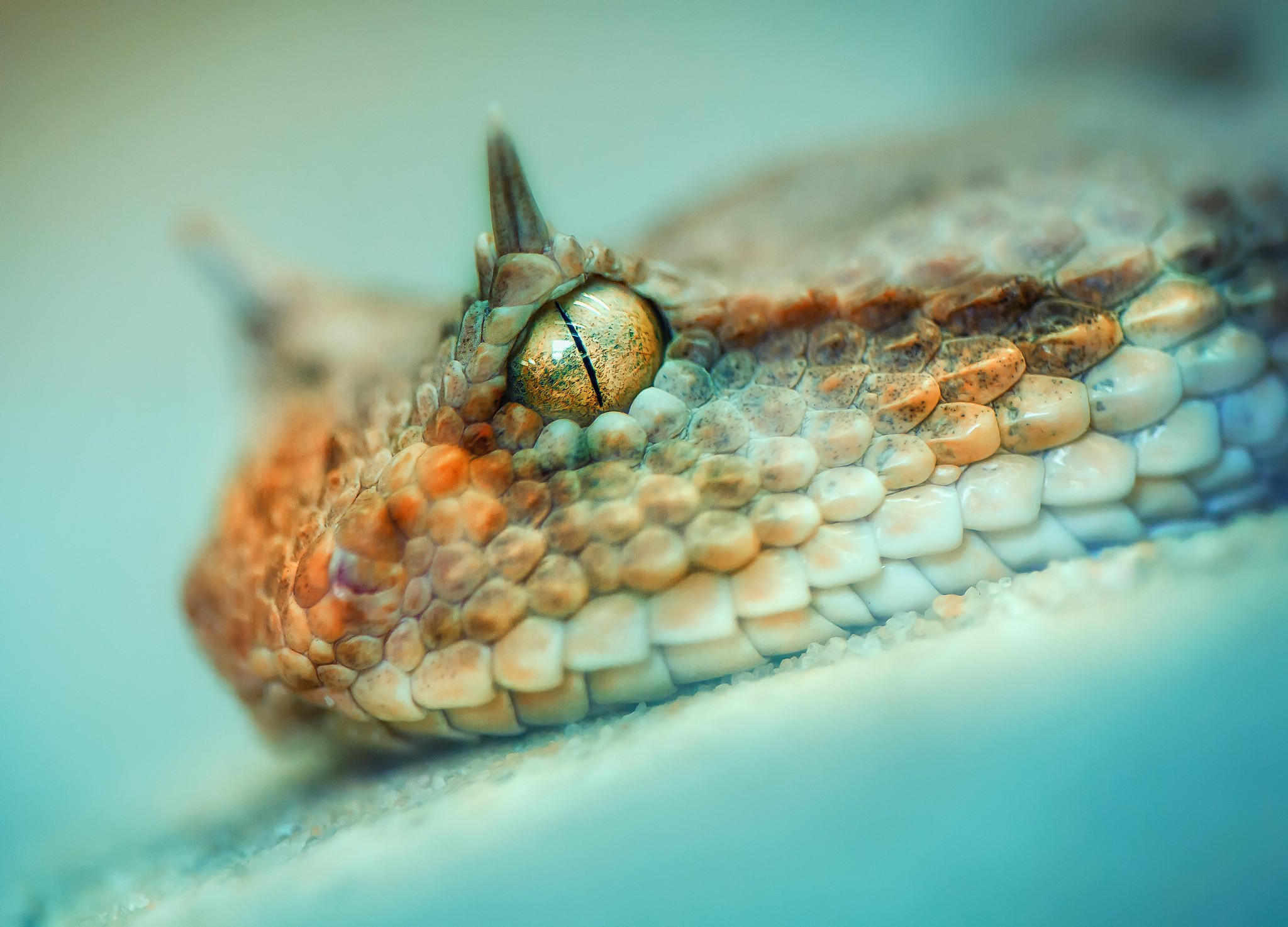 Close-up of a horned viper snake's eye HD Wallpaper