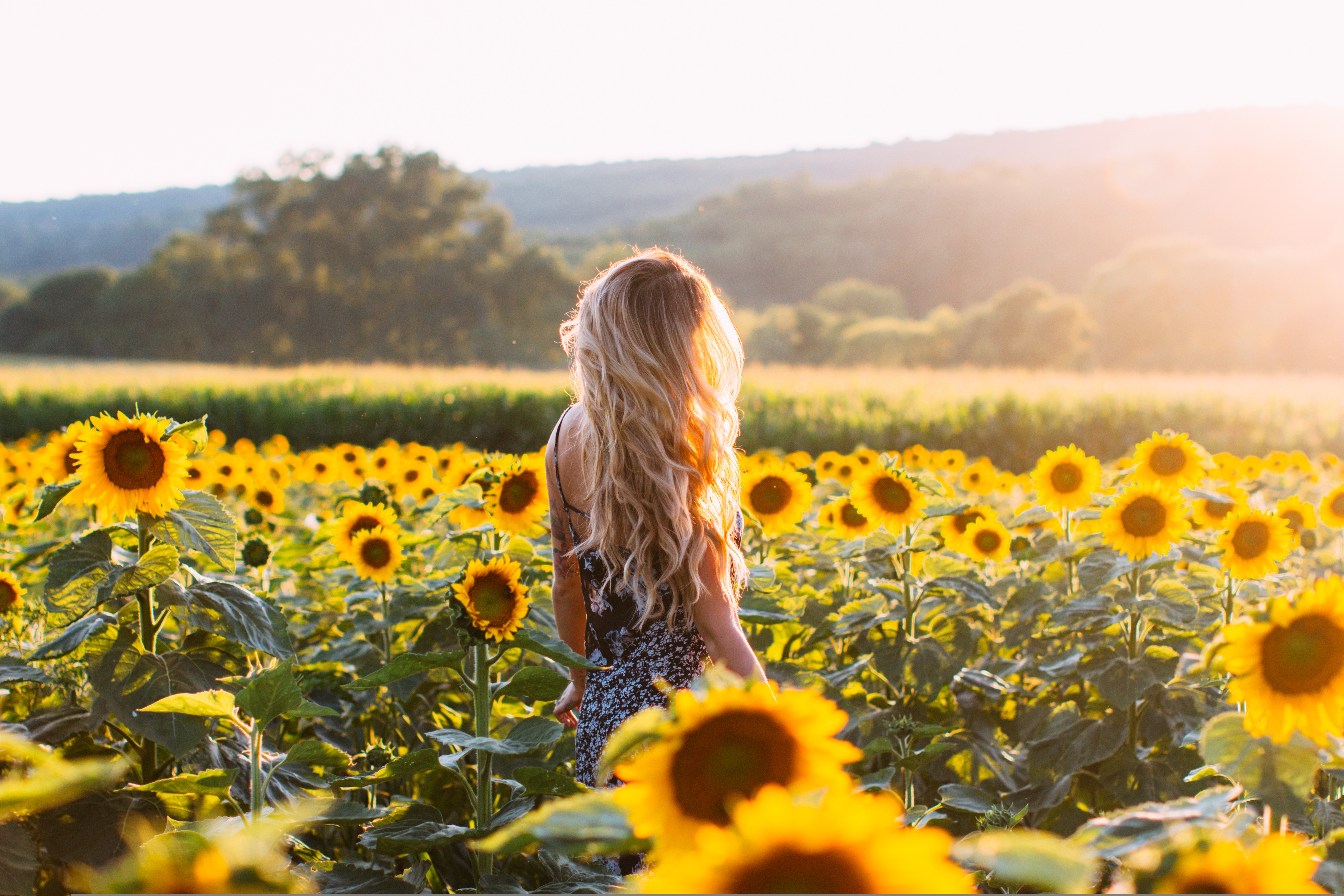 Woman with long wavy blonde hair in a sunflower field HD Wallpaper