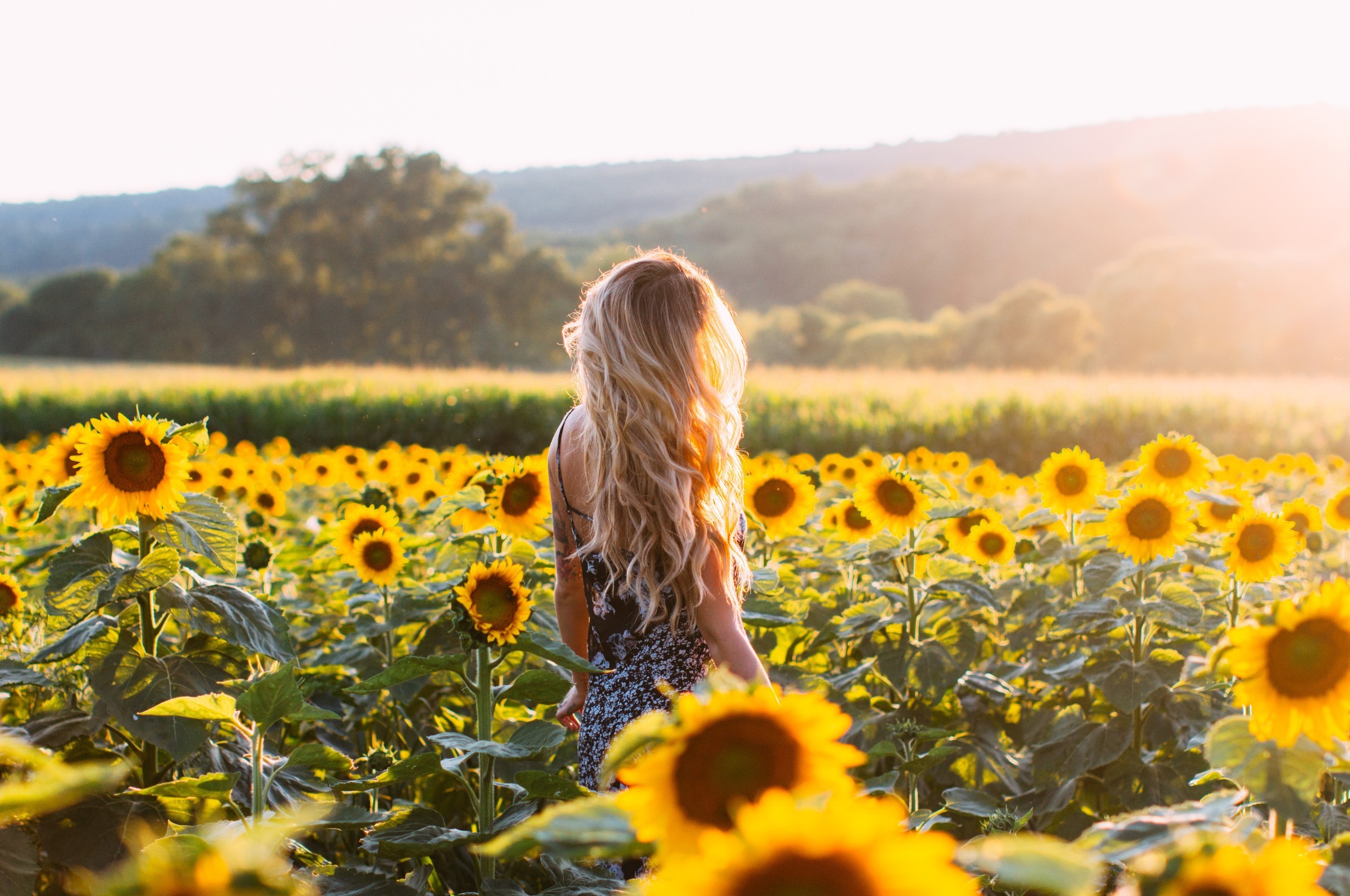 Woman in a sunflower field at sunset HD Wallpaper