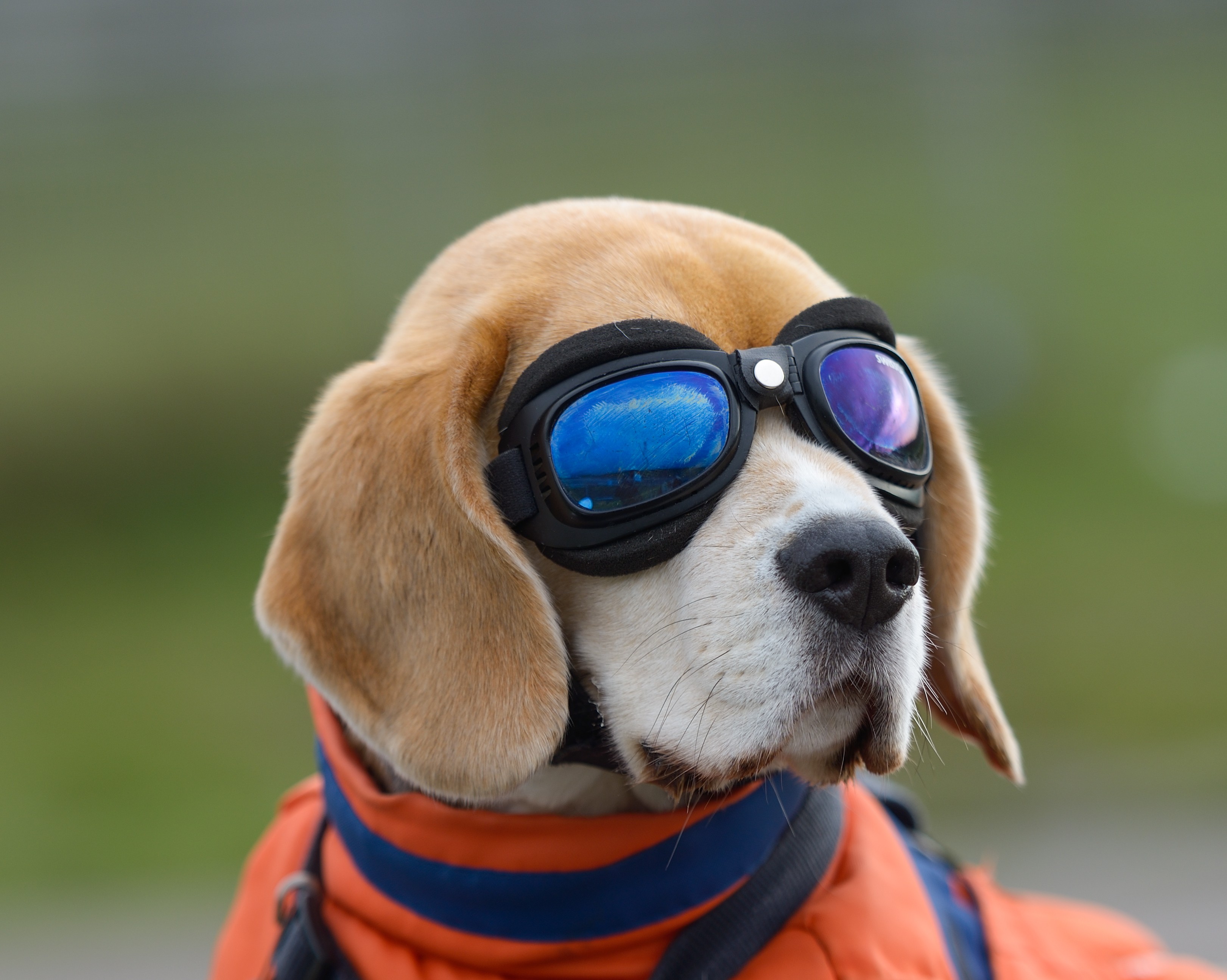 Beagle dog wearing aviator goggles and orange jacket HD Wallpaper