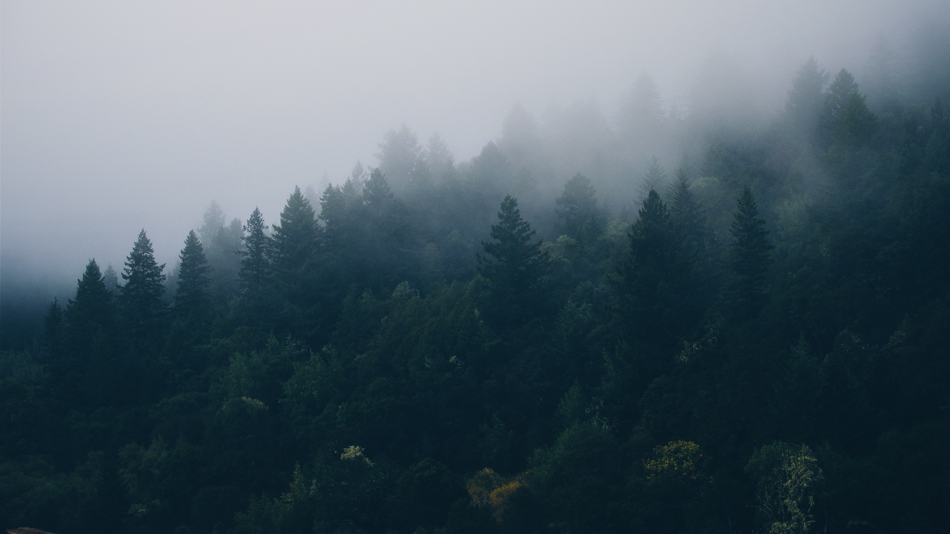 Misty forest with tall evergreen trees HD Wallpaper