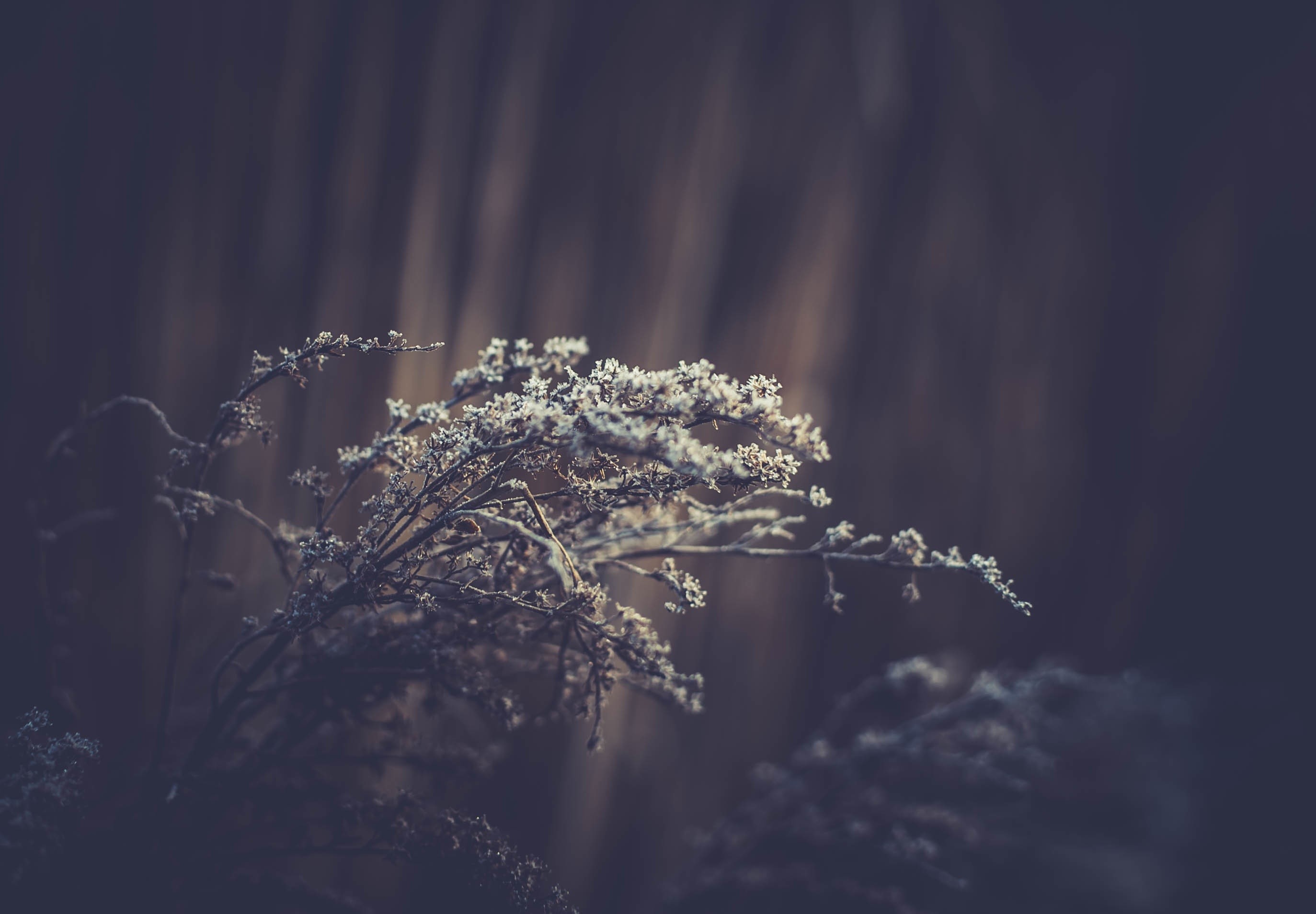 Frost-covered dried plants in soft light HD Wallpaper