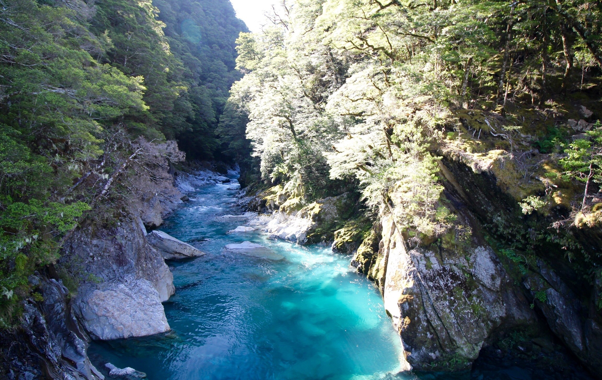Turquoise river flowing through a dense forest canyon HD Wallpaper