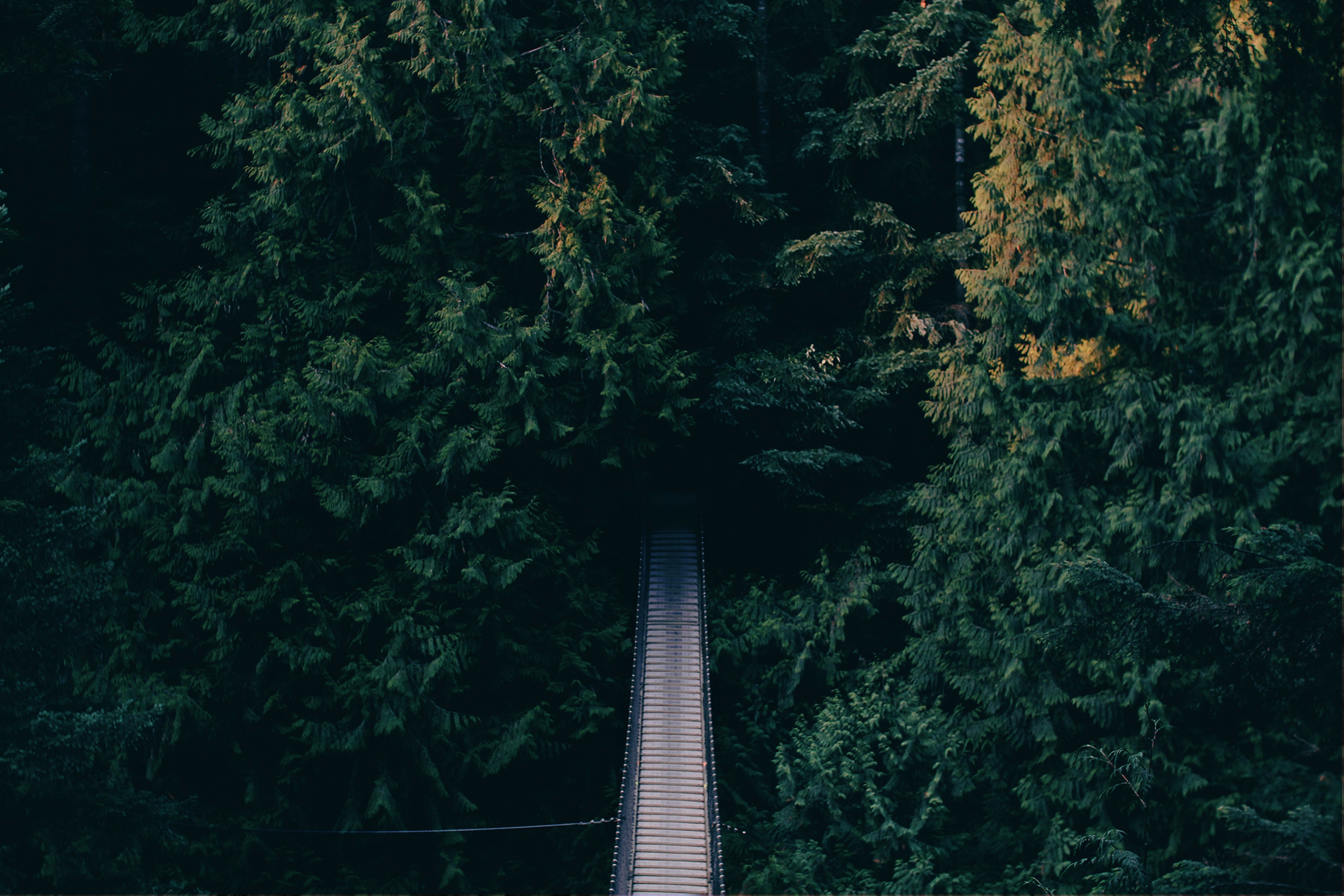 A wooden bridge in a dense forest HD Wallpaper