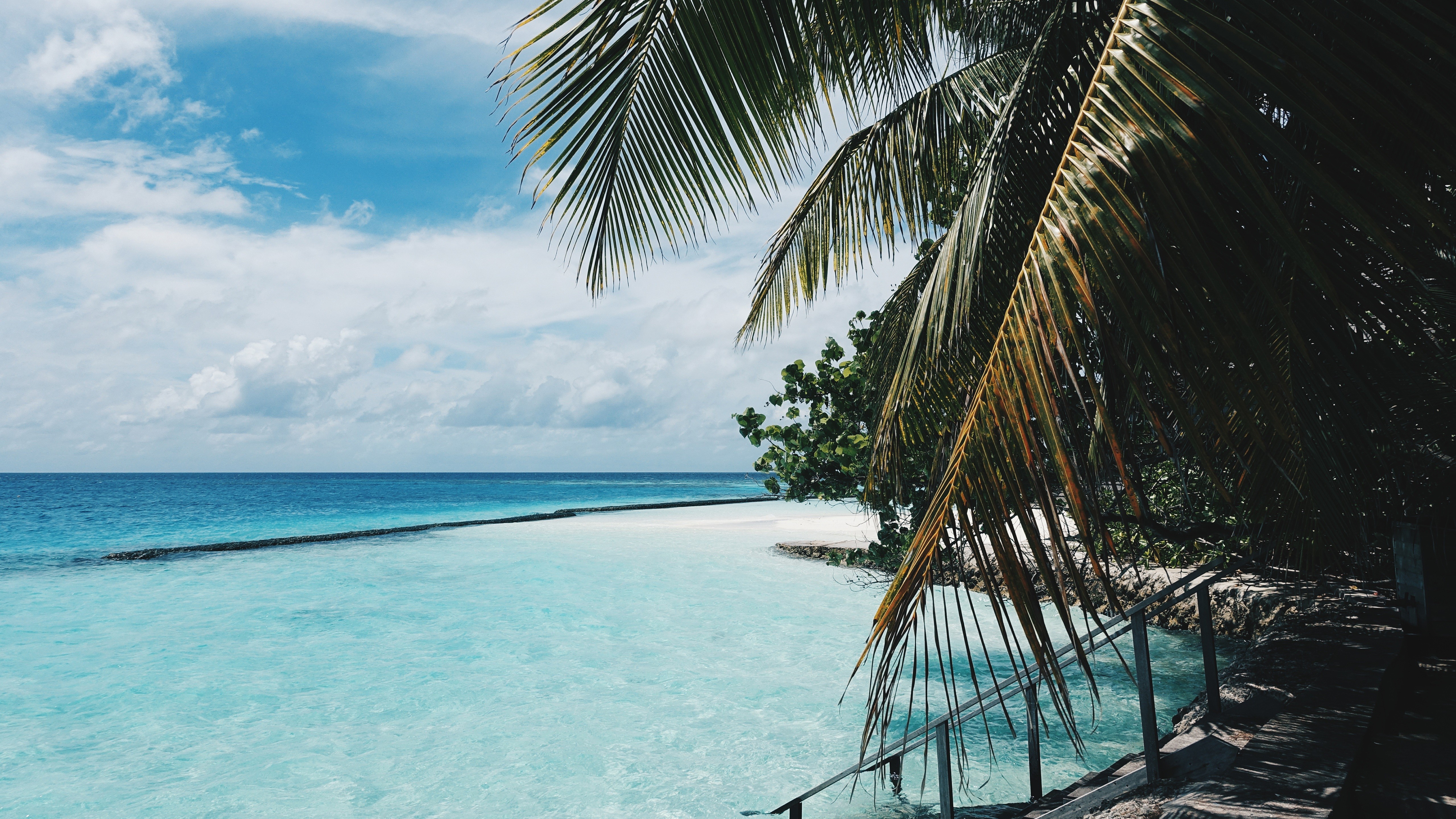 Palm trees over turquoise water and white sand beach HD Wallpaper