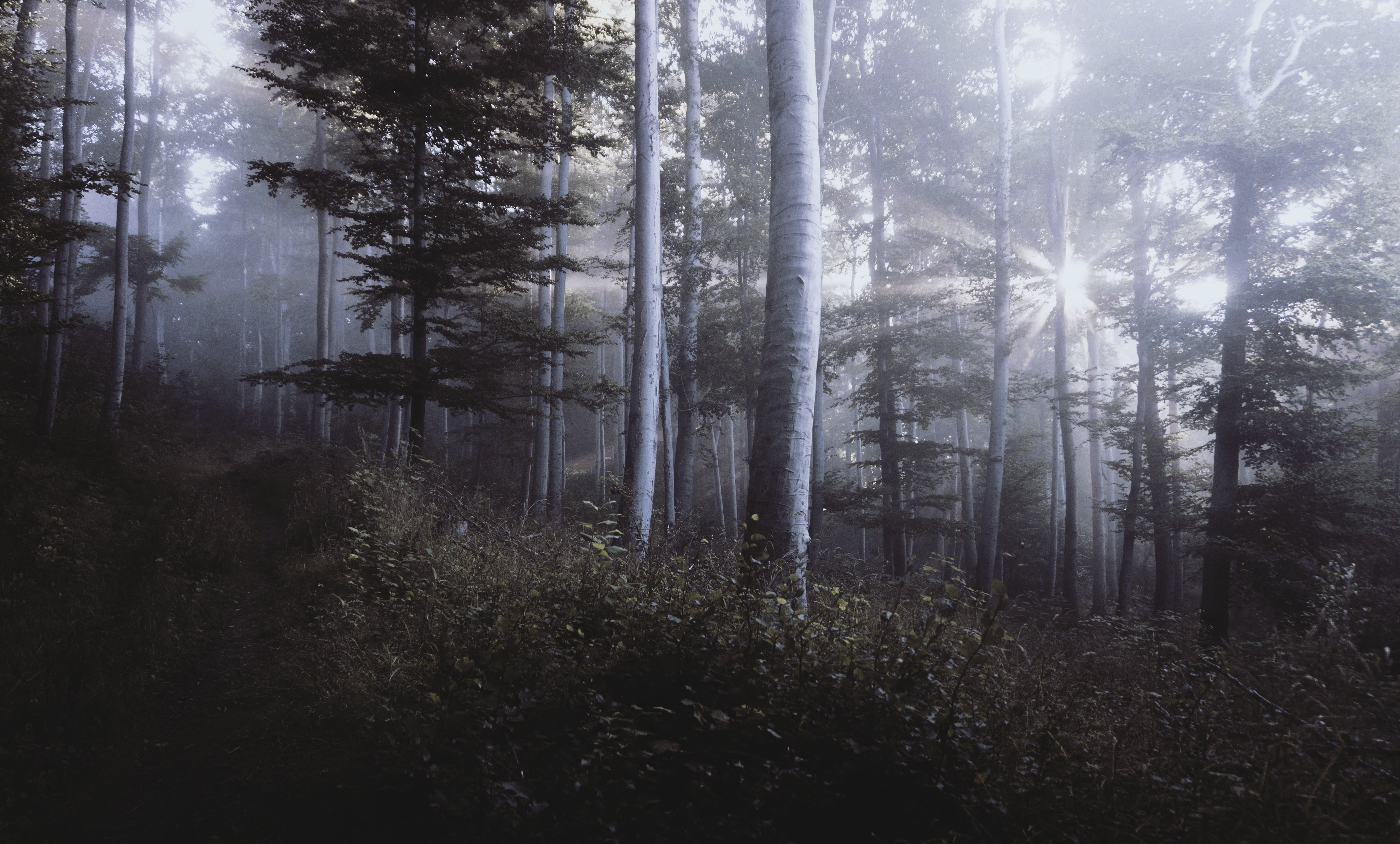Sunlight streams through a misty forest with tall trees HD Wallpaper