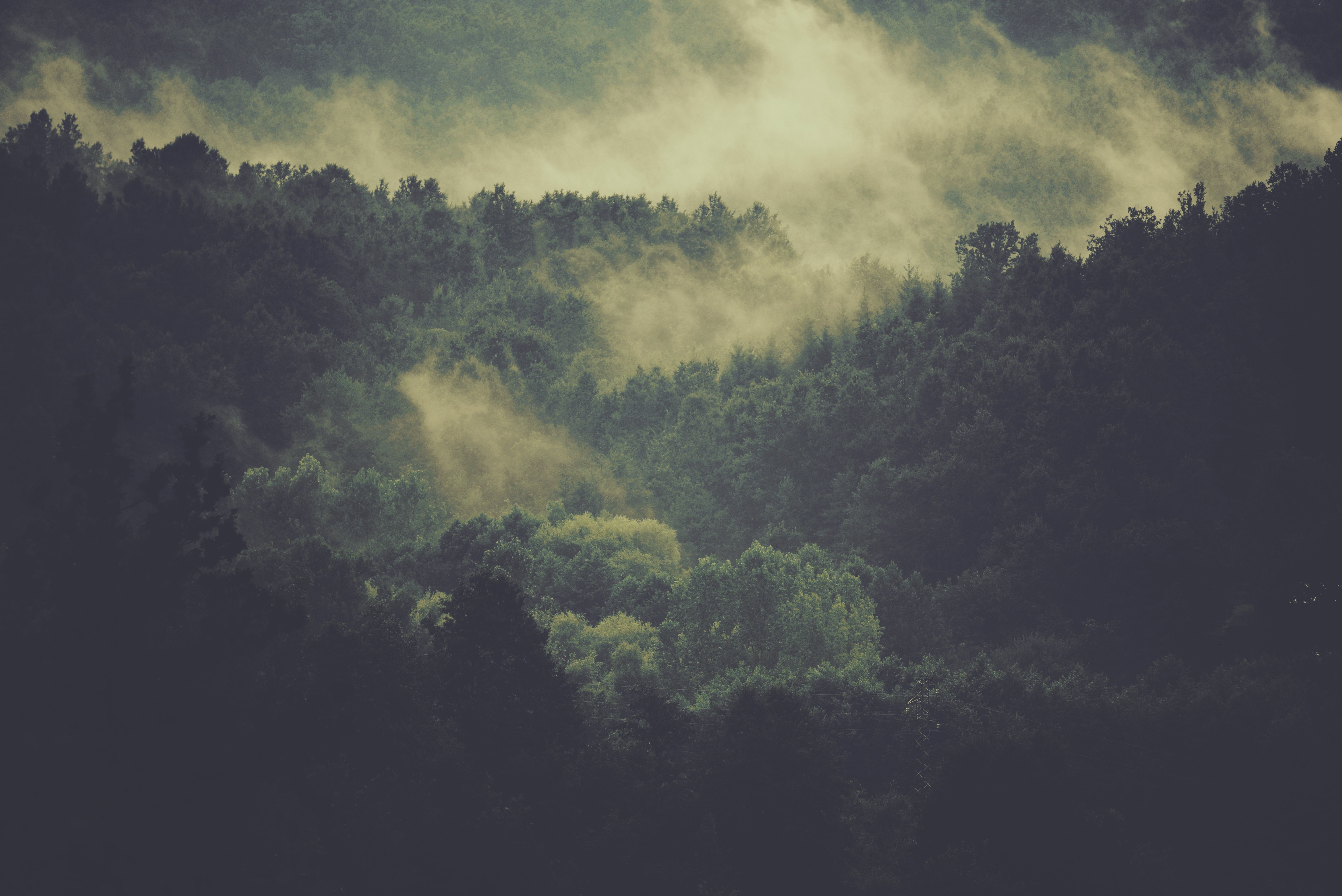 Misty forest landscape with sunlit trees HD Wallpaper