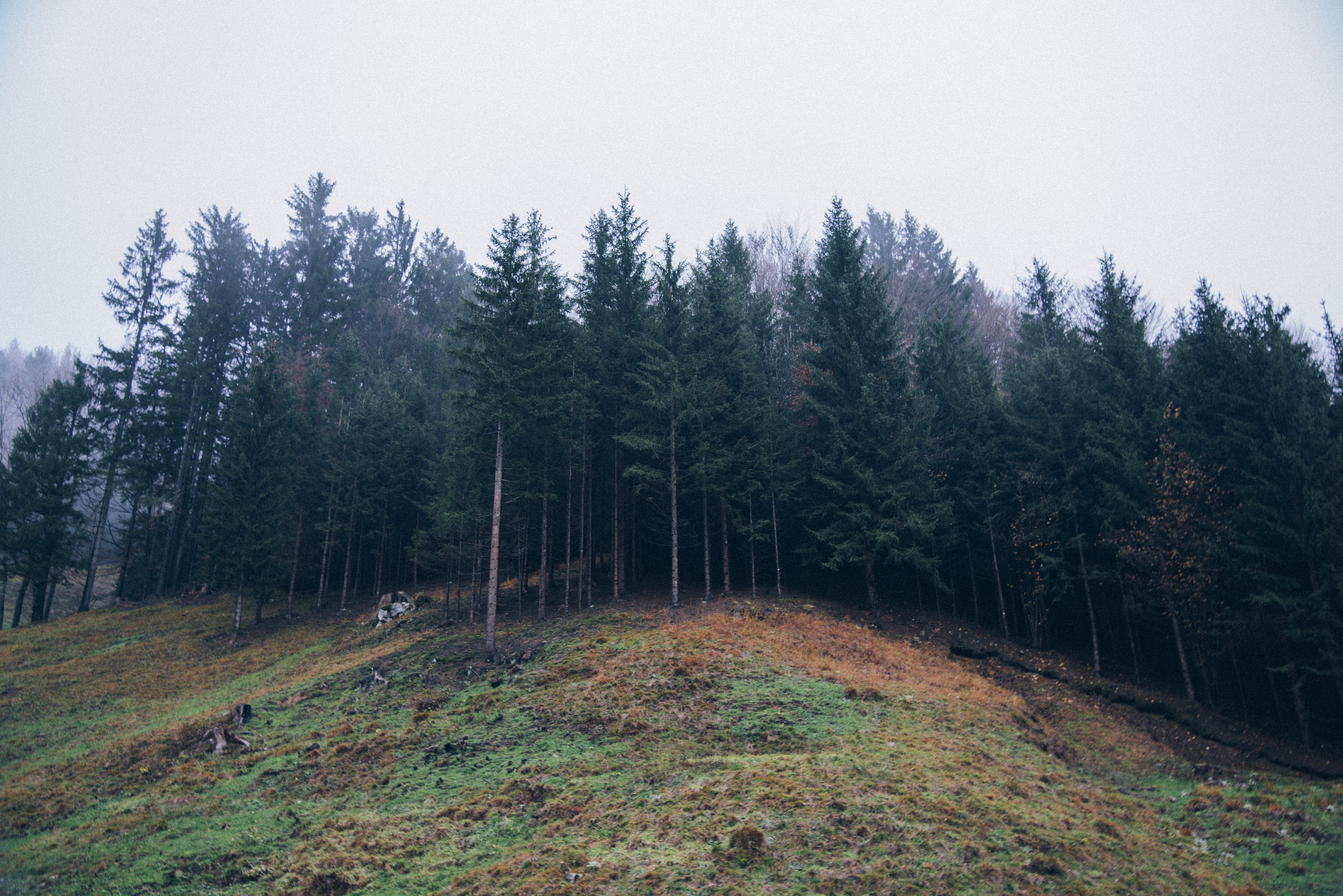 Misty forest on a grassy hill HD Wallpaper