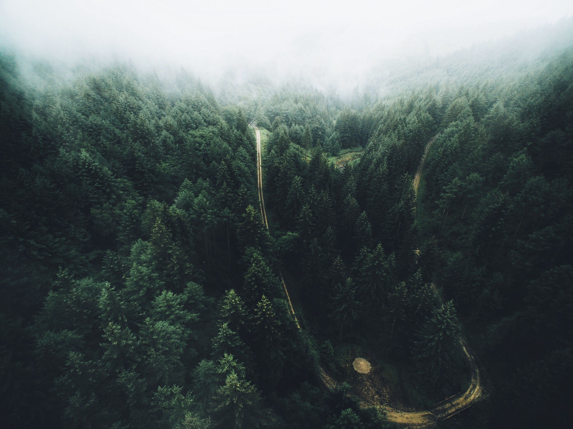 Aerial view of a forest with a road HD Wallpaper