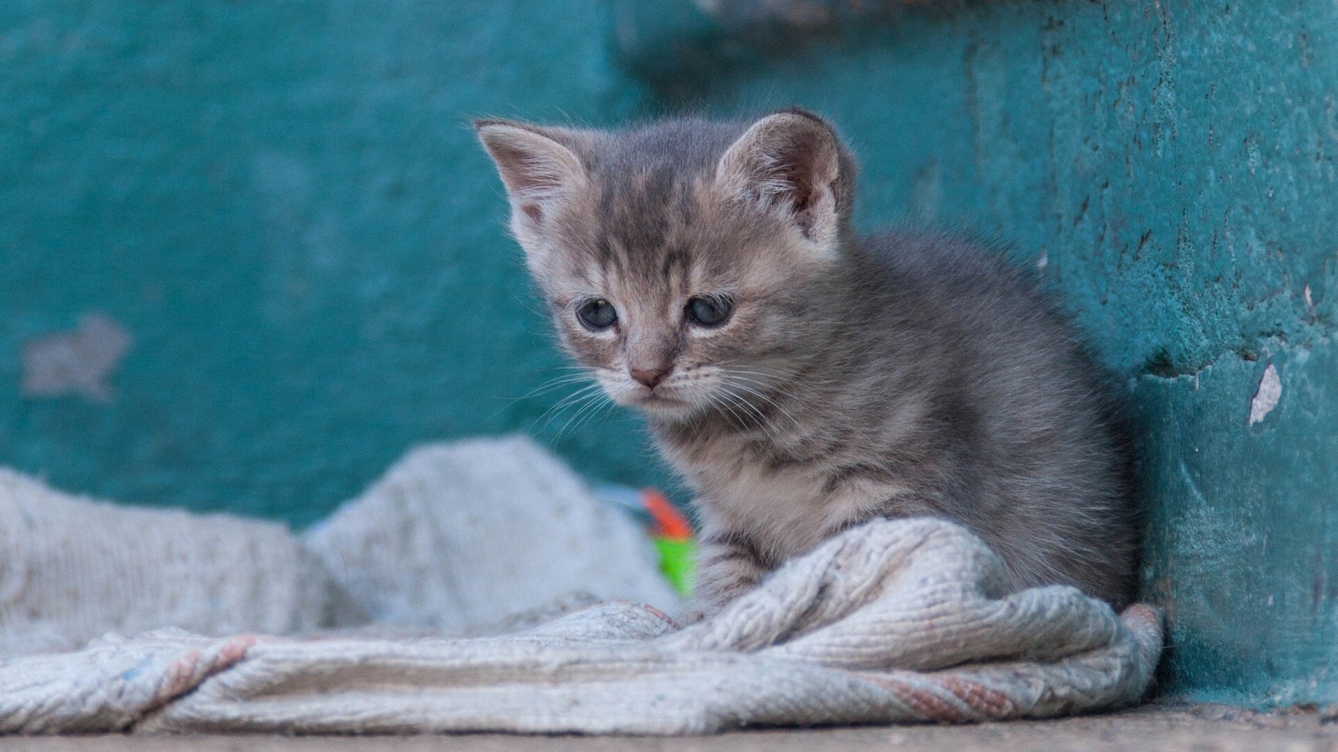 A sad kitten sits on a towel near a teal wall HD Wallpaper