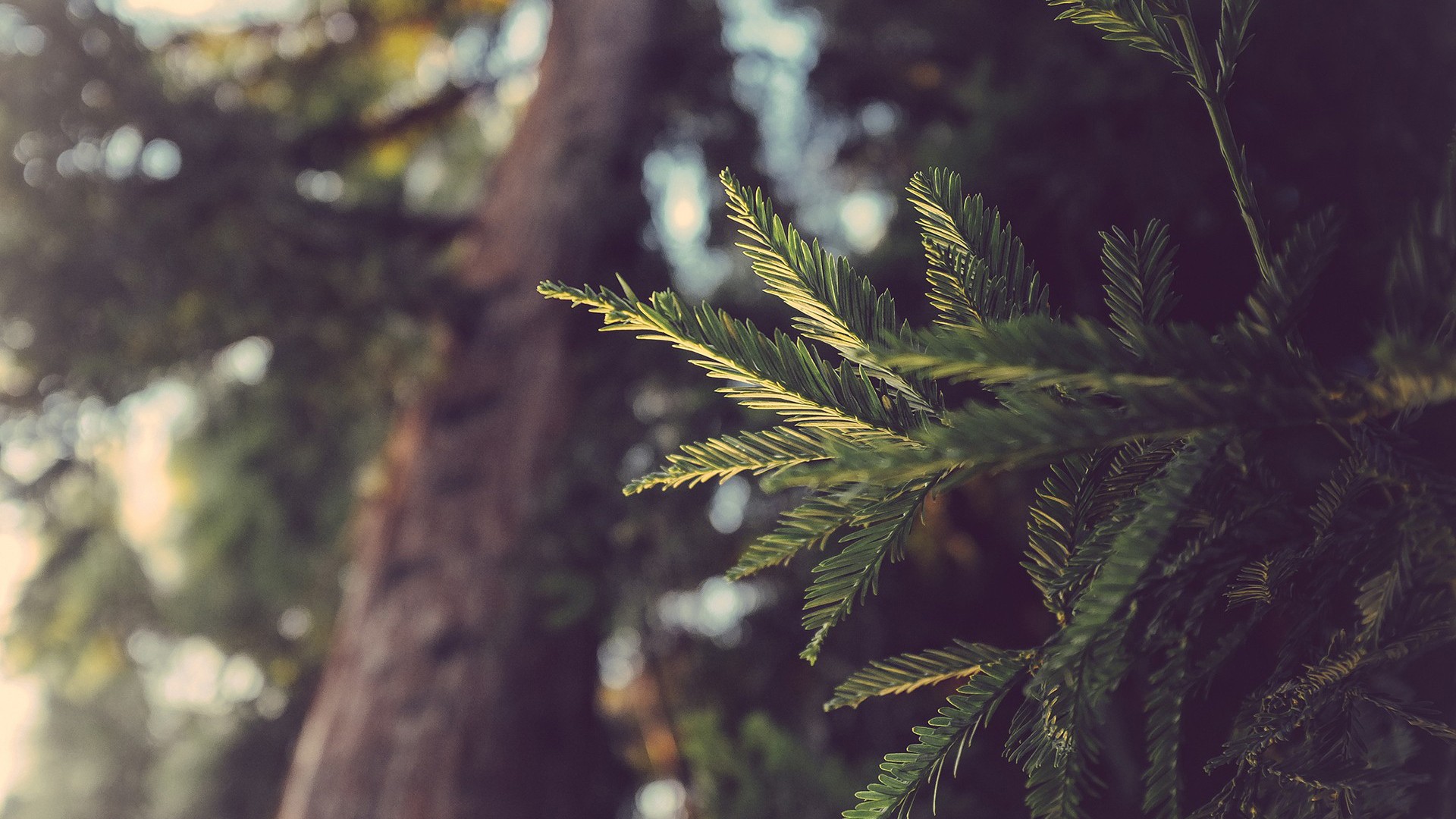 Green pine needles on a tree trunk HD Wallpaper