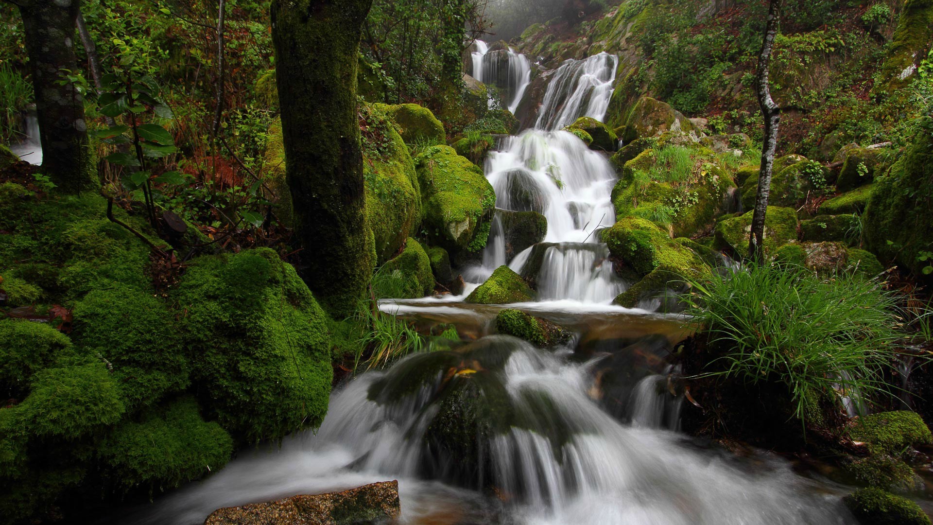 Waterfall cascading over moss-covered rocks in a forest HD Wallpaper