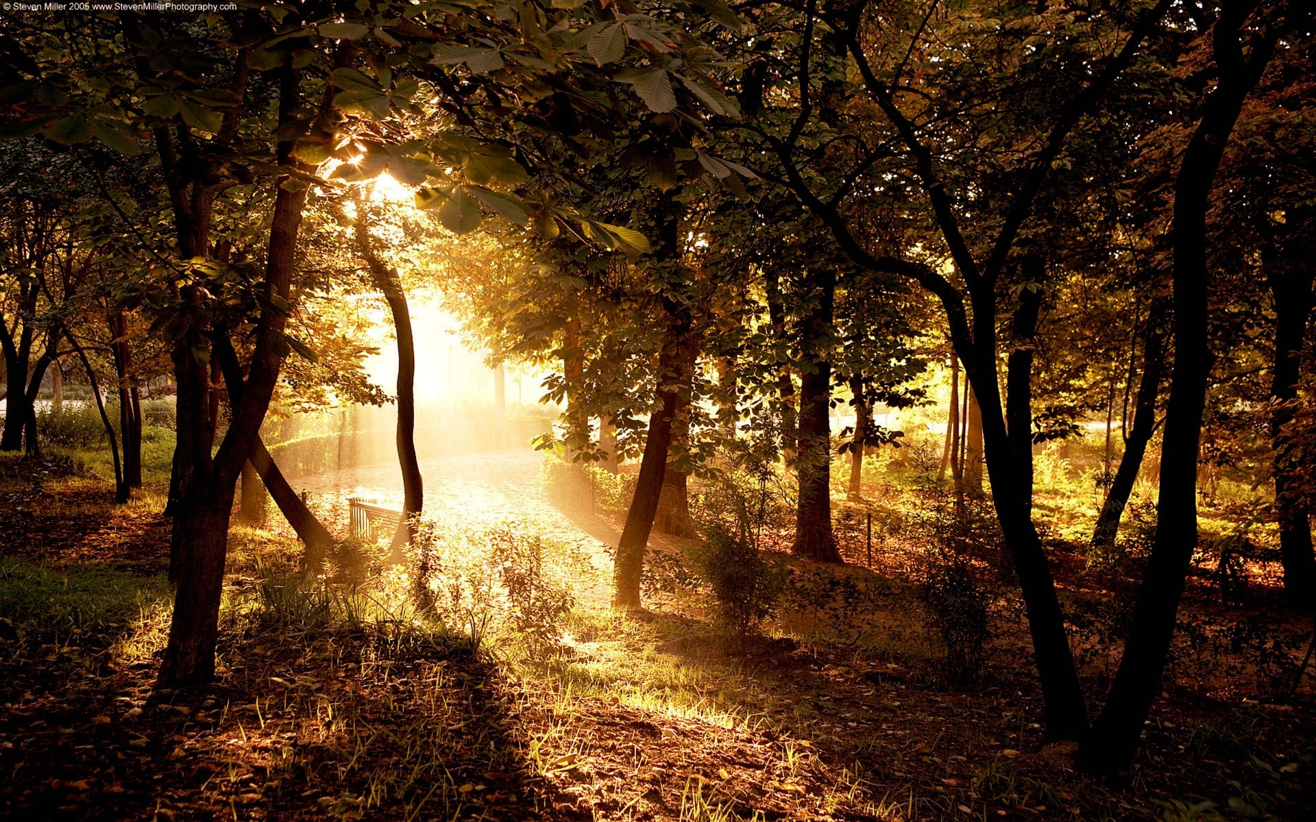 Sunlight filtering through trees in a forest at sunset HD Wallpaper