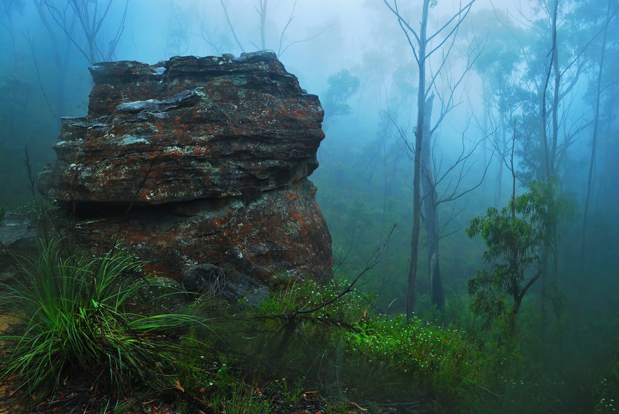 Misty forest with a large rock and grass HD Wallpaper