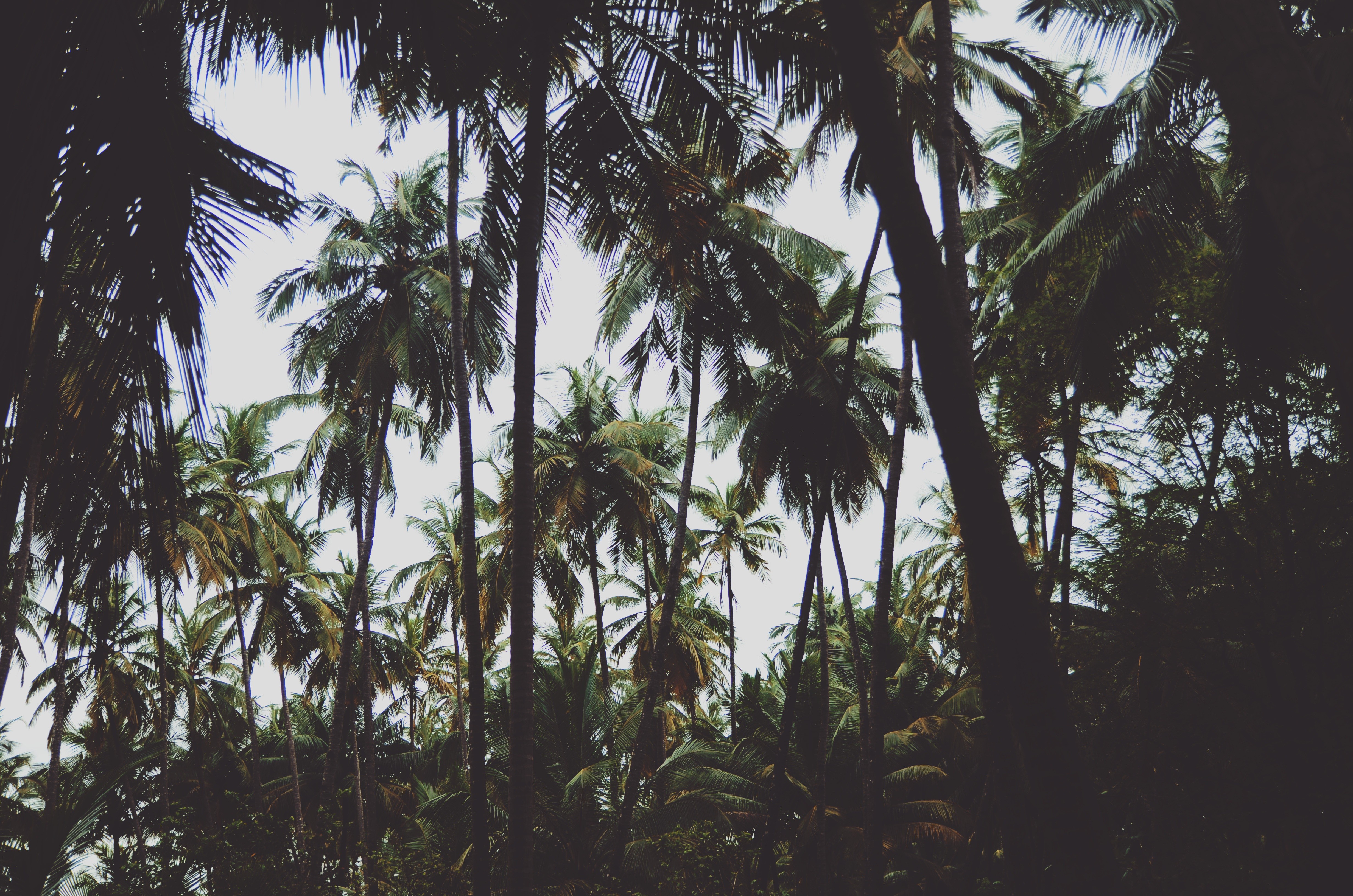 Dense forest of tall palm trees HD Wallpaper