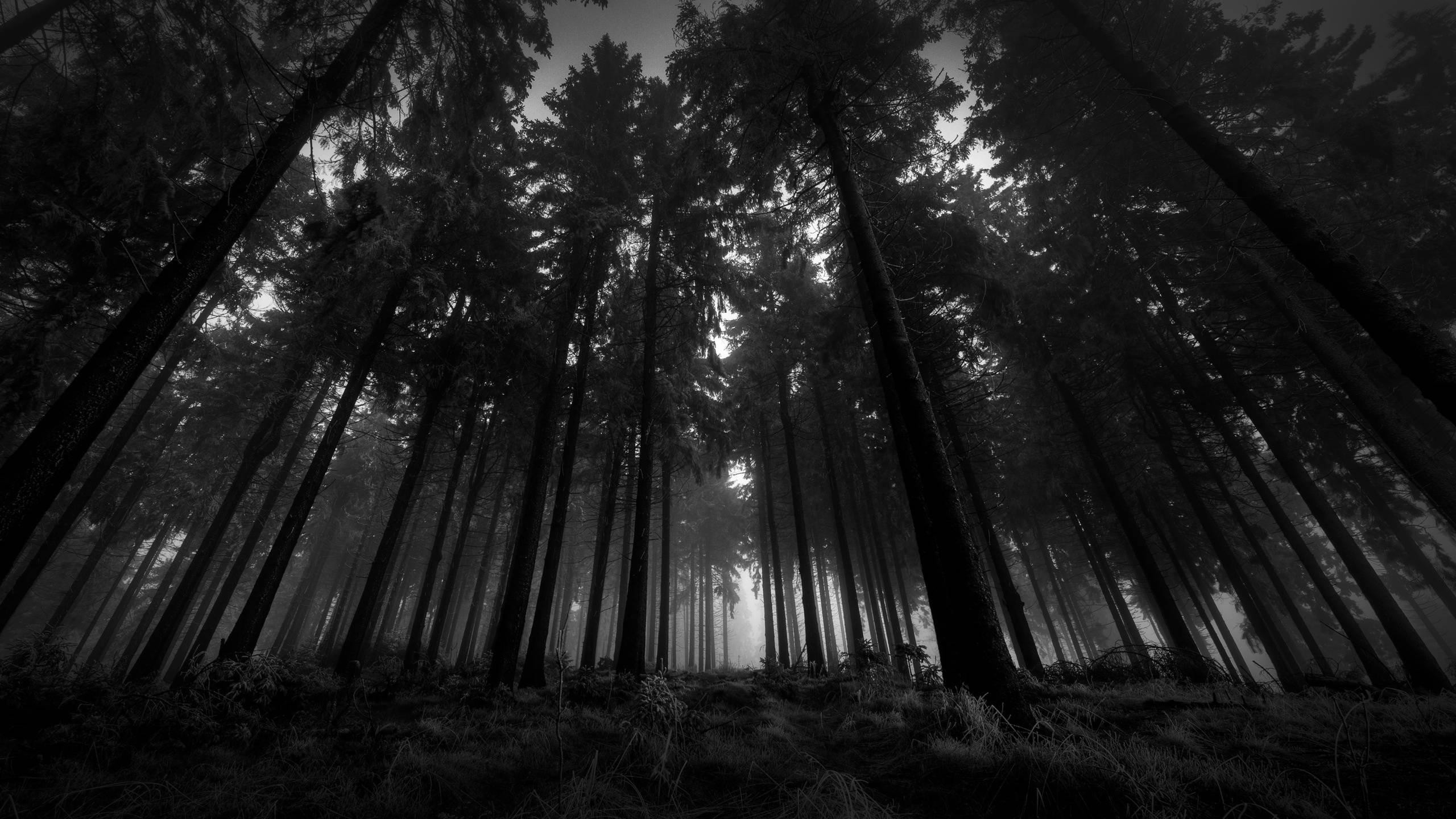 Dark forest with tall trees and fog HD Wallpaper