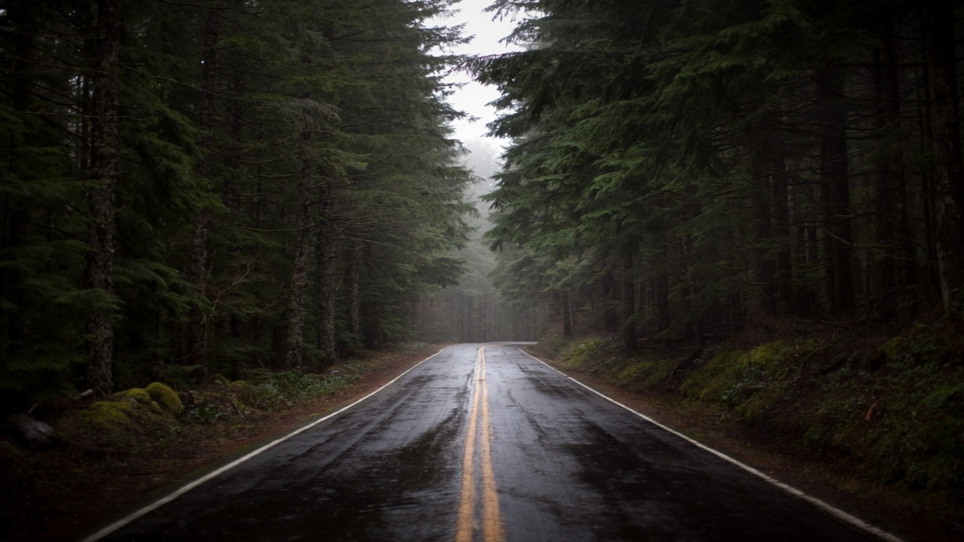 Wet forest road with tall trees HD Wallpaper