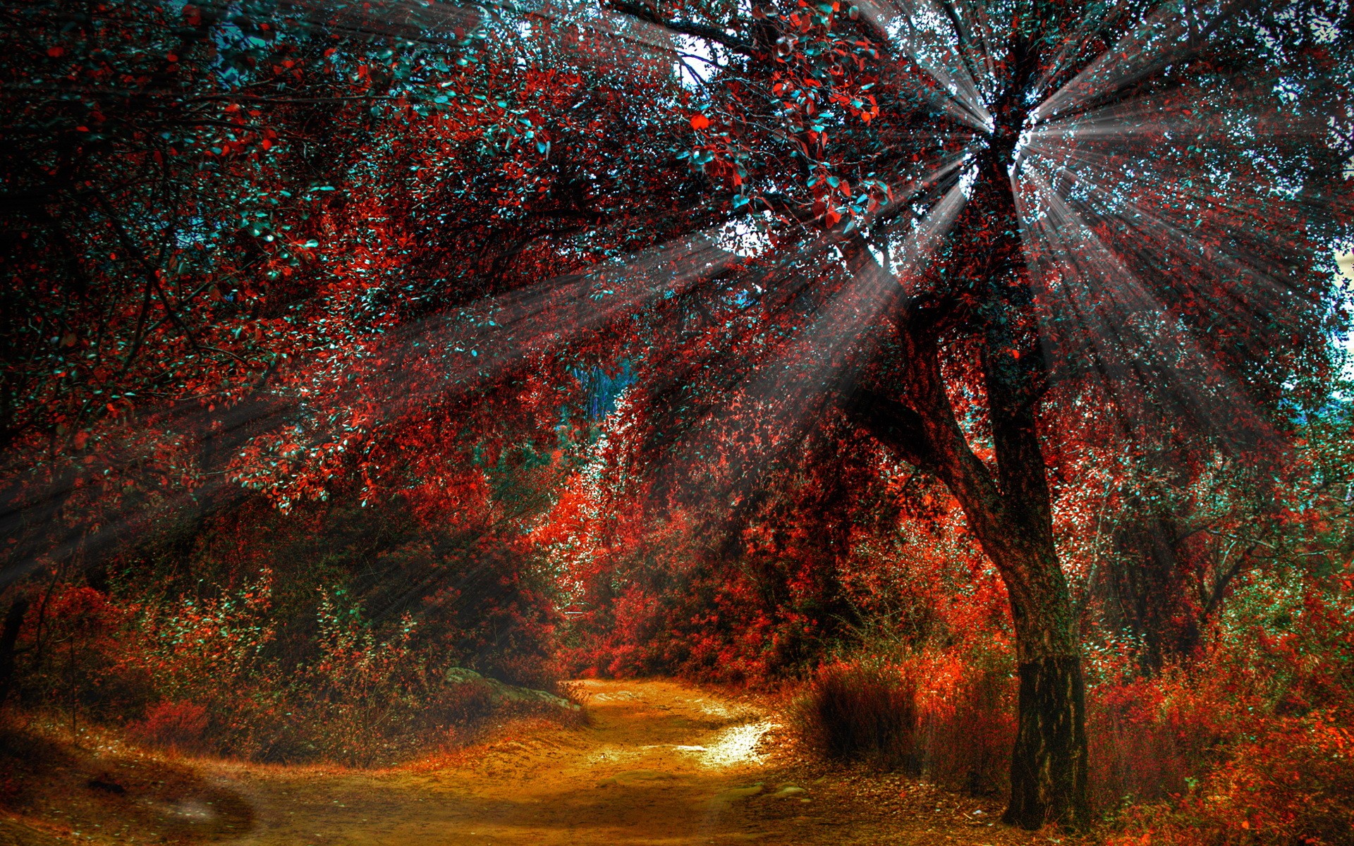 Sun rays filtering through trees in a forest landscape HD Wallpaper