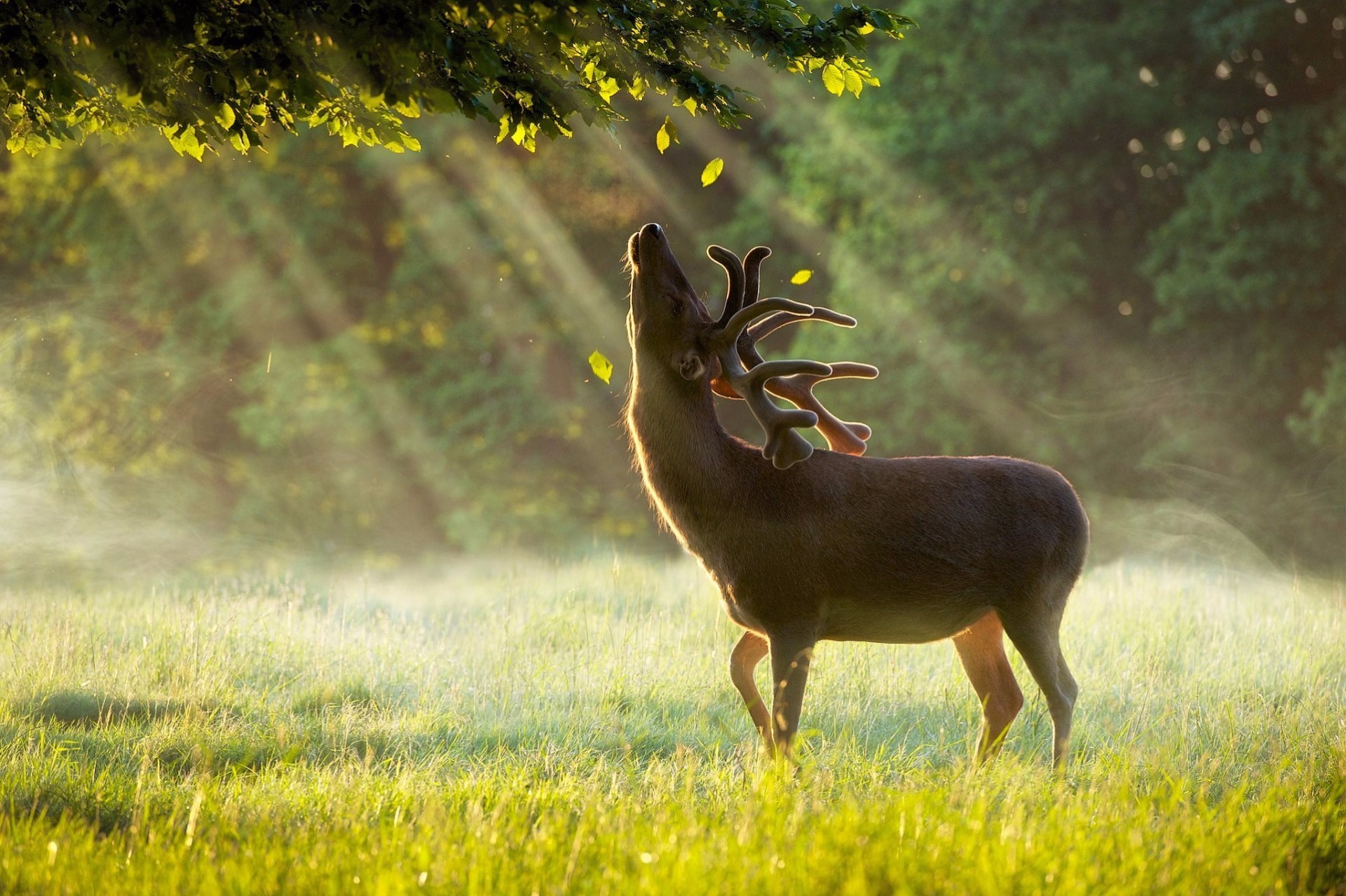Deer reaching for leaves in sunlit forest HD Wallpaper