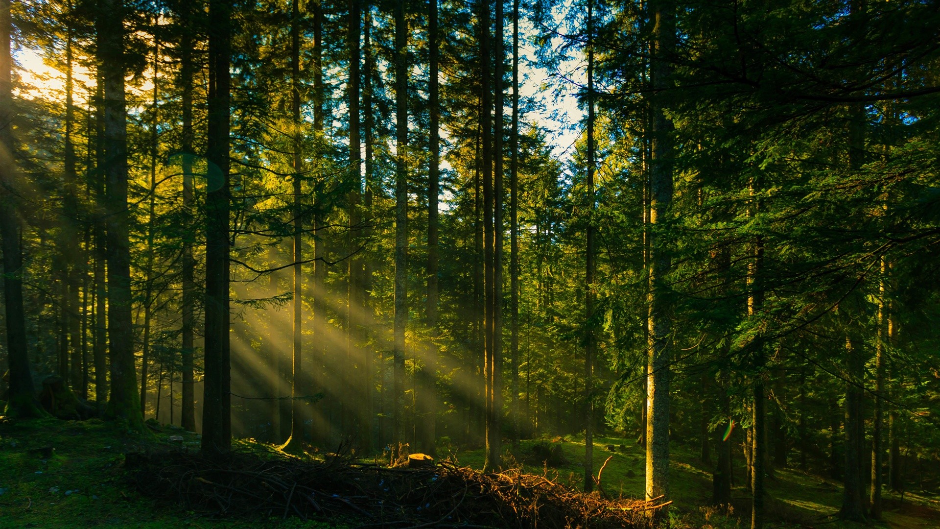 Sunlight filtering through a dense forest HD Wallpaper