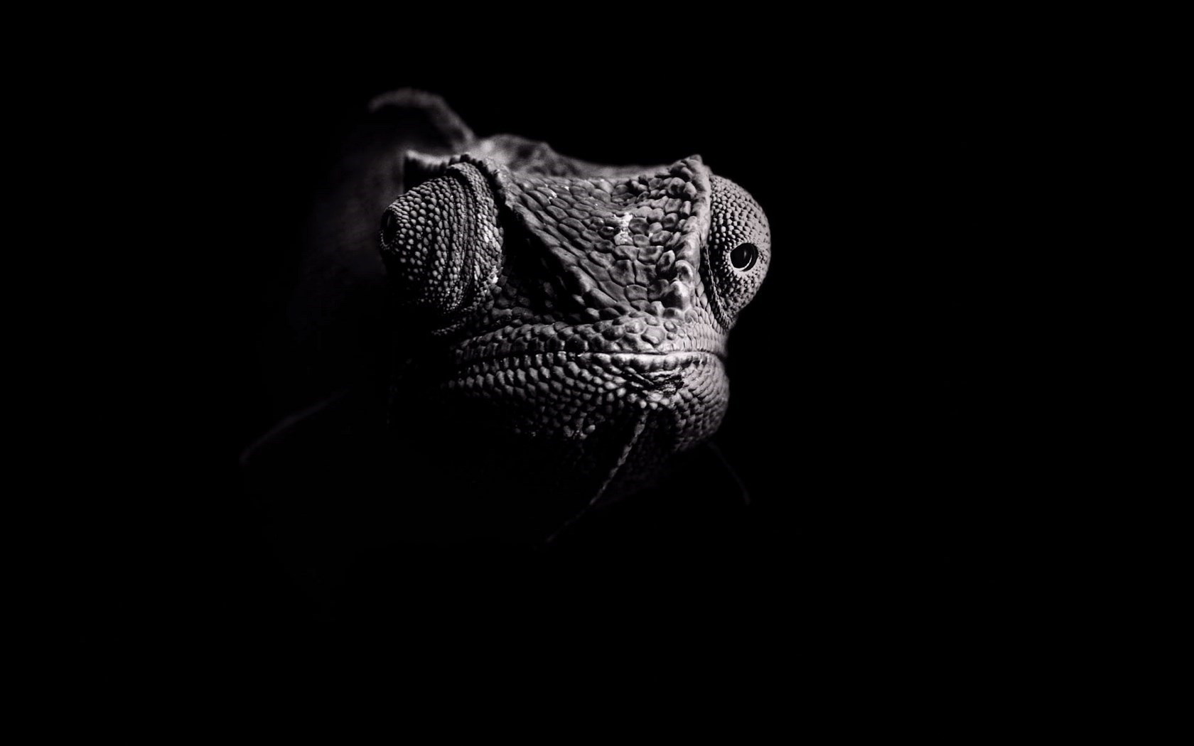 Close-up of a chameleon's head in the dark HD Wallpaper