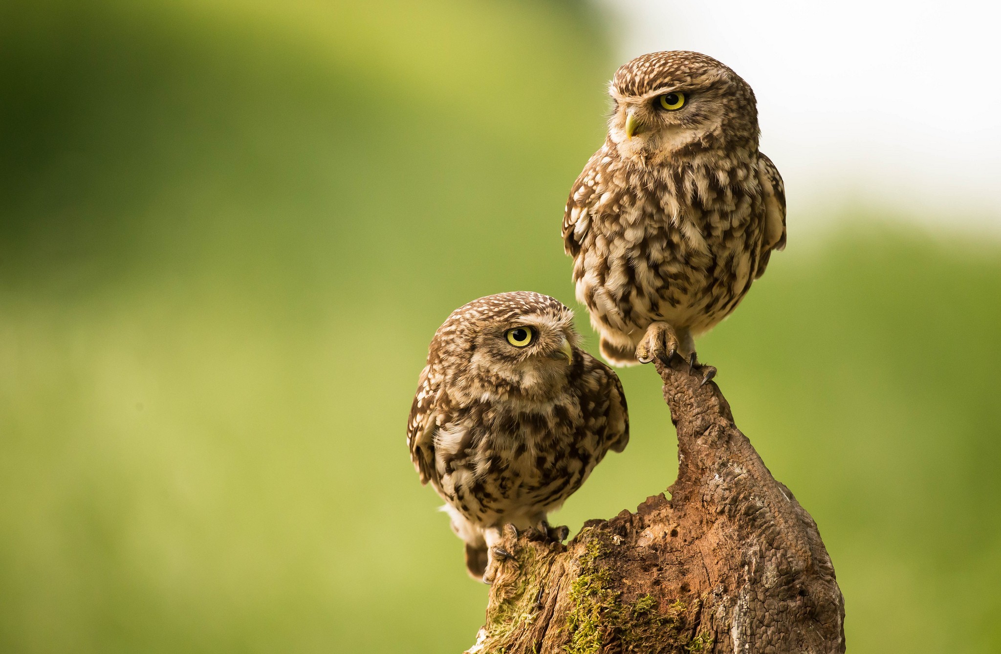 Two little owls perched on a tree stump HD Wallpaper