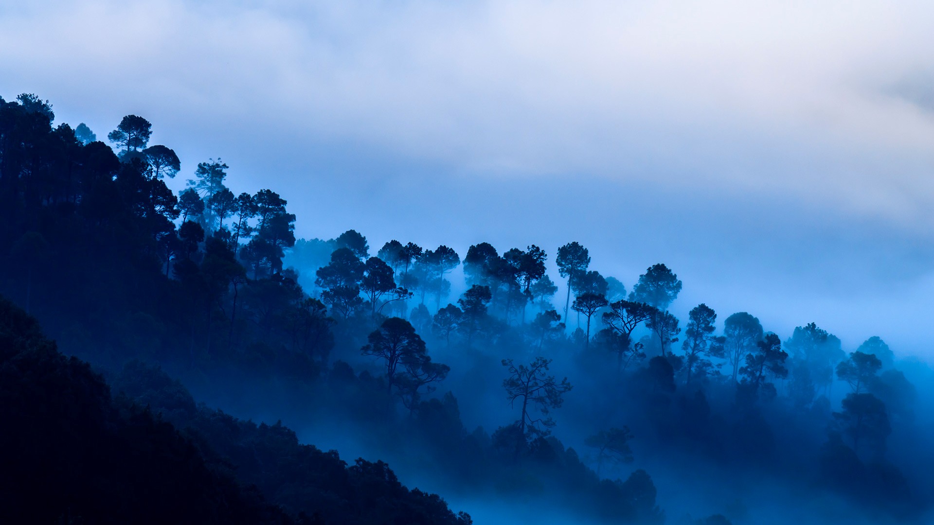 Misty forest landscape with tall trees HD Wallpaper