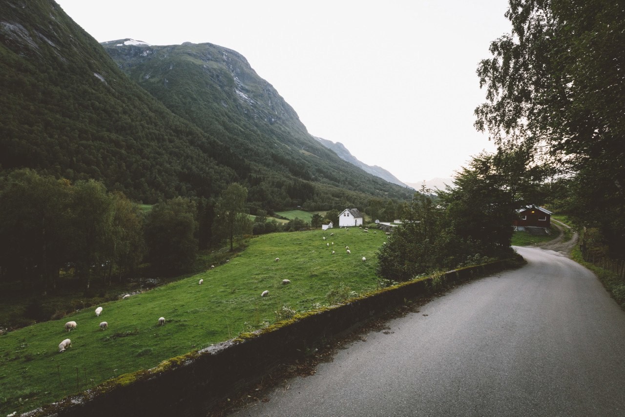 Road through a green valley with sheep and mountains HD Wallpaper