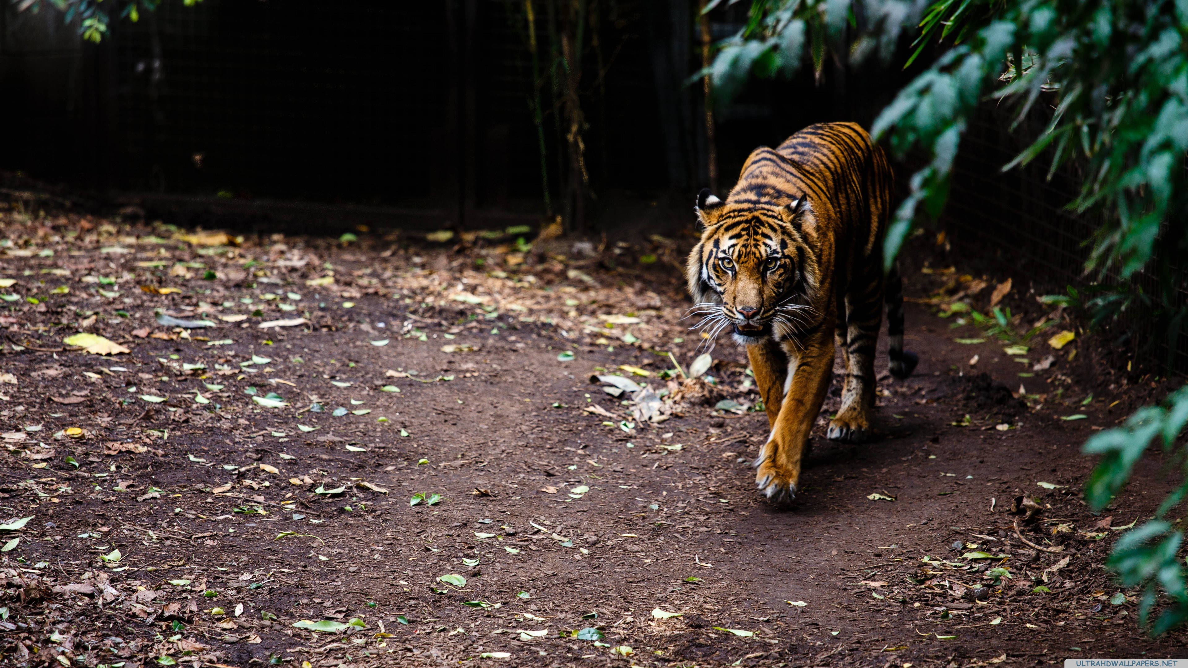 Tiger walking on a dirt path in a forest HD Wallpaper