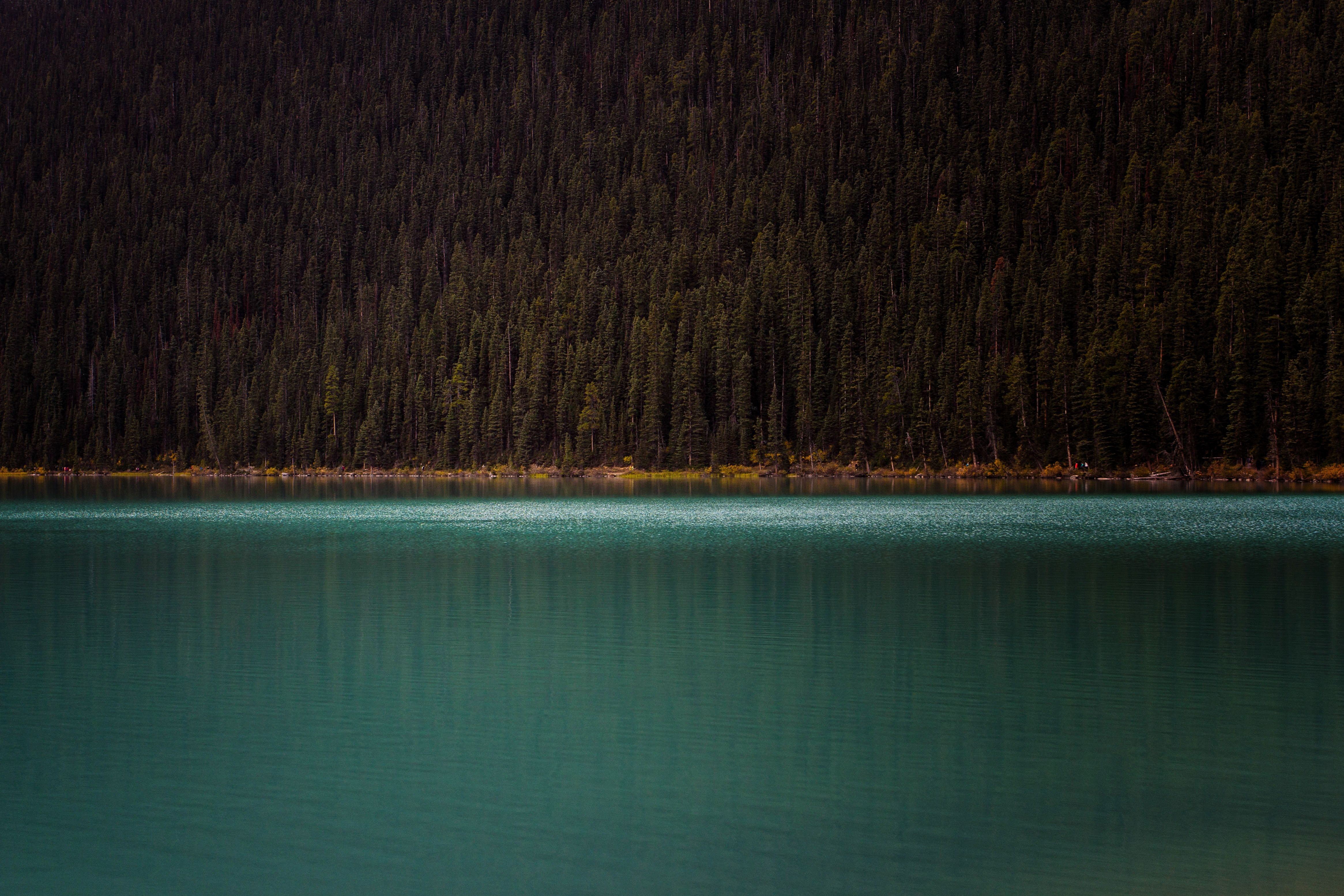 Turquoise lake in front of a dense forest HD Wallpaper