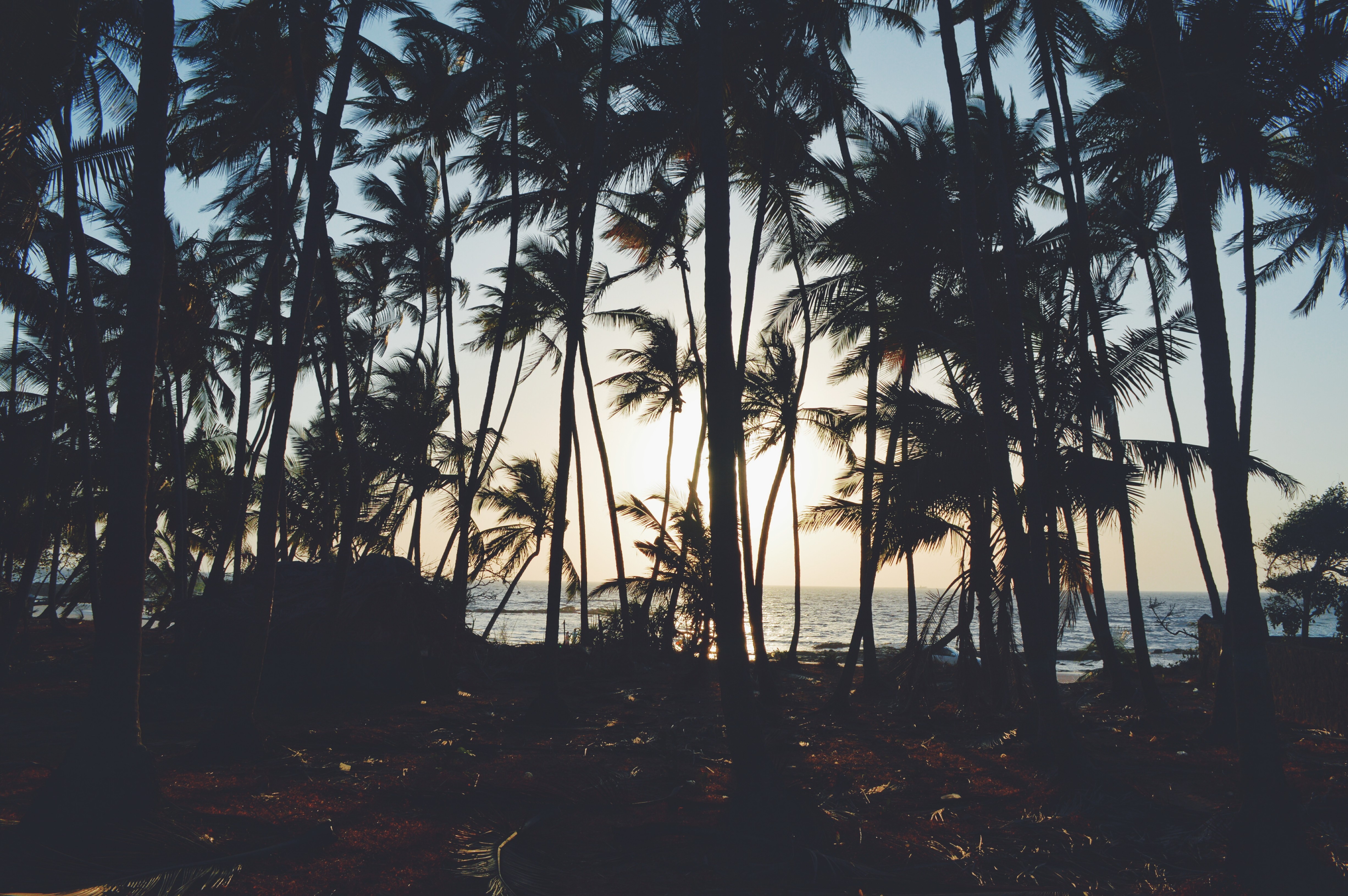 Palm trees silhouetted against the ocean at sunset HD Wallpaper