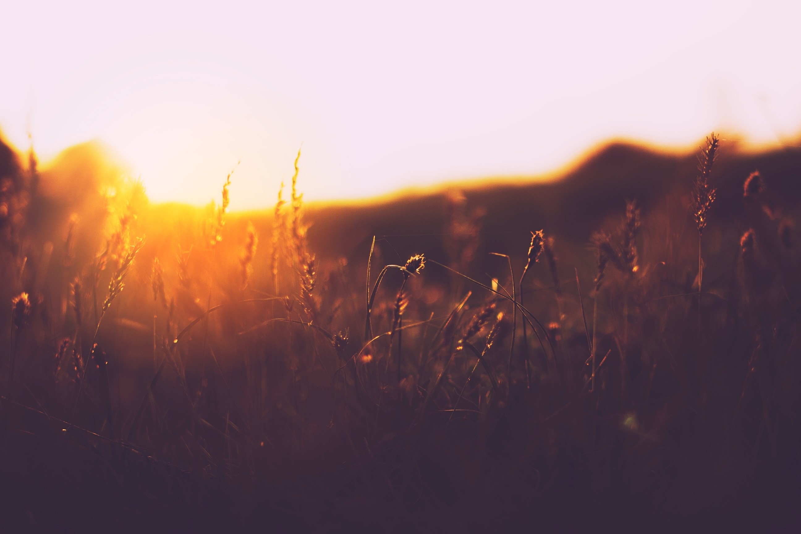 Sunlight shining through tall grass at sunset HD Wallpaper