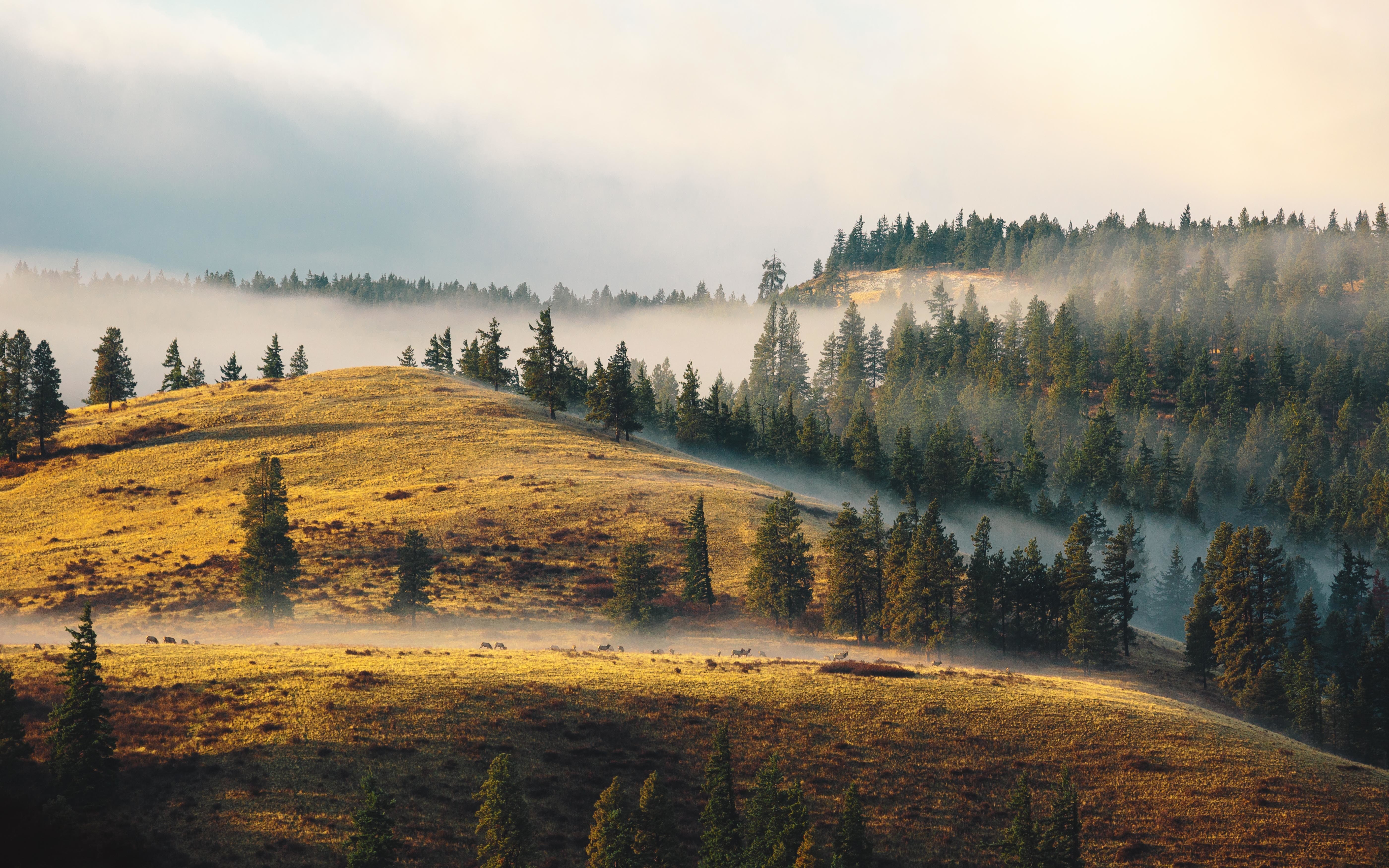 Misty forest landscape with rolling hills HD Wallpaper