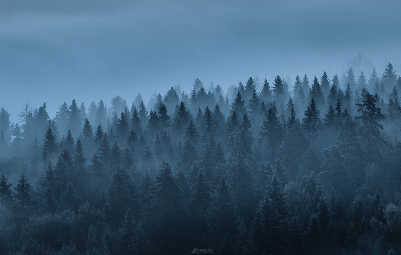Misty forest landscape with evergreen trees HD Wallpaper