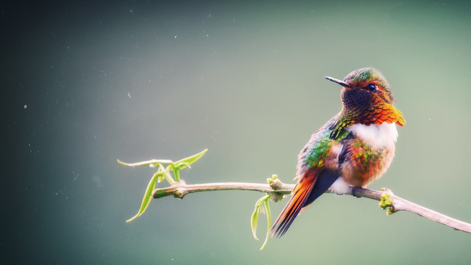Hummingbird perched on a branch with green leaves HD Wallpaper