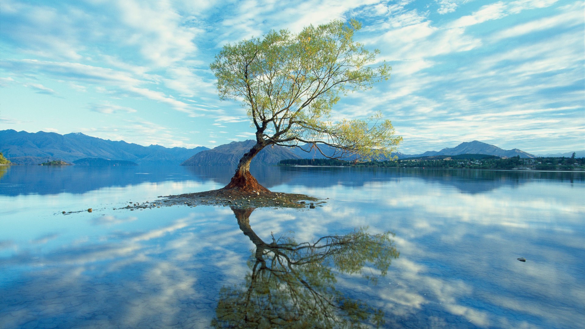 Lone tree in a lake with mountains HD Wallpaper
