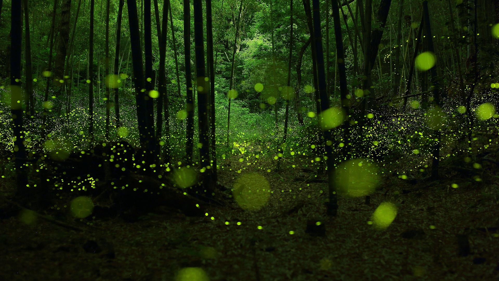 Fireflies in a dark bamboo forest HD Wallpaper