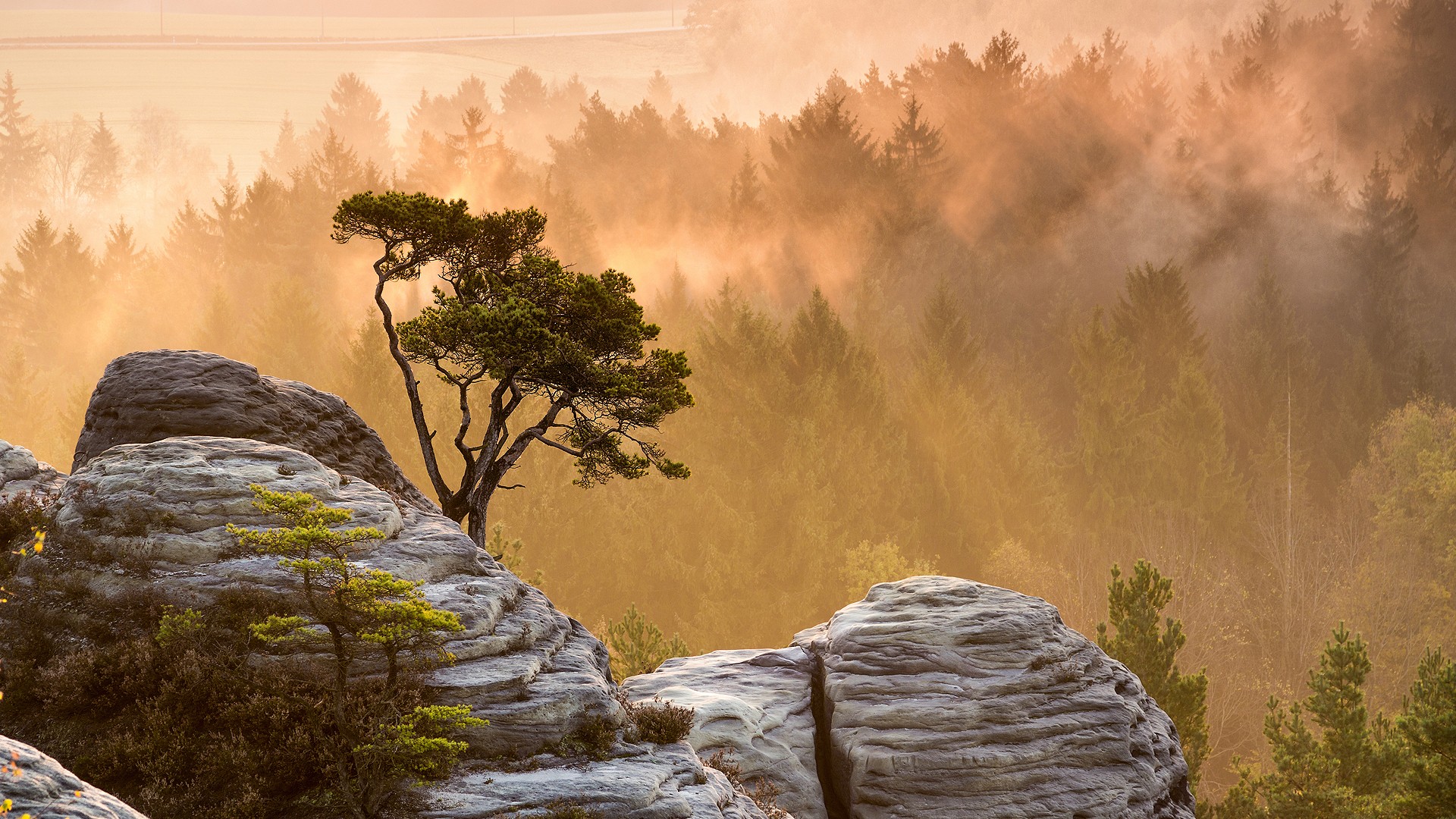 Misty forest at sunset with sun rays over rocks HD Wallpaper