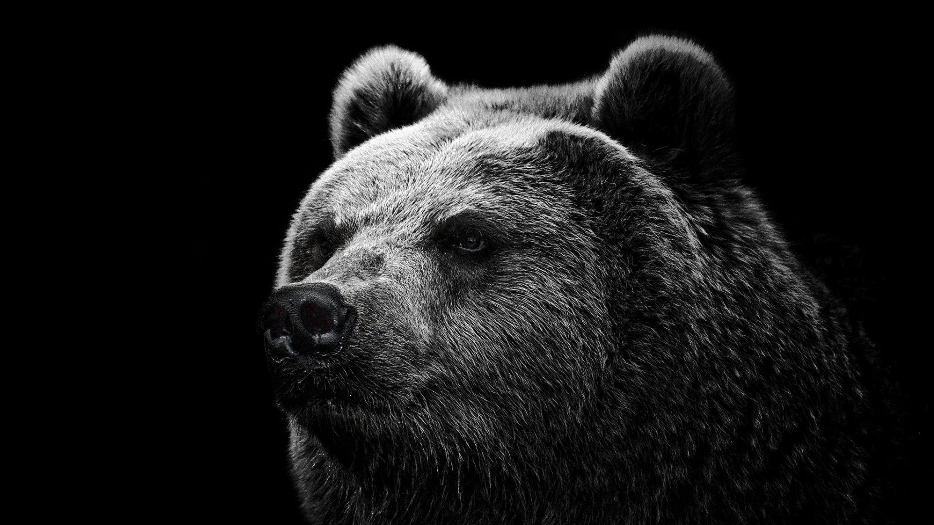 Monochrome portrait of a bear HD Wallpaper