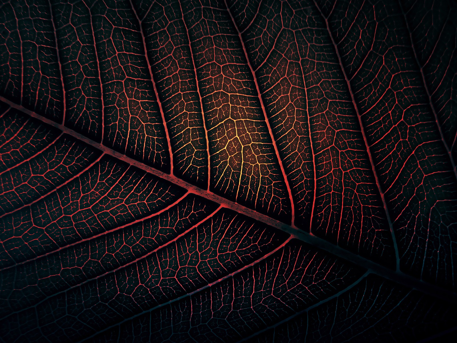 Close-up of a dark leaf with red veins HD Wallpaper