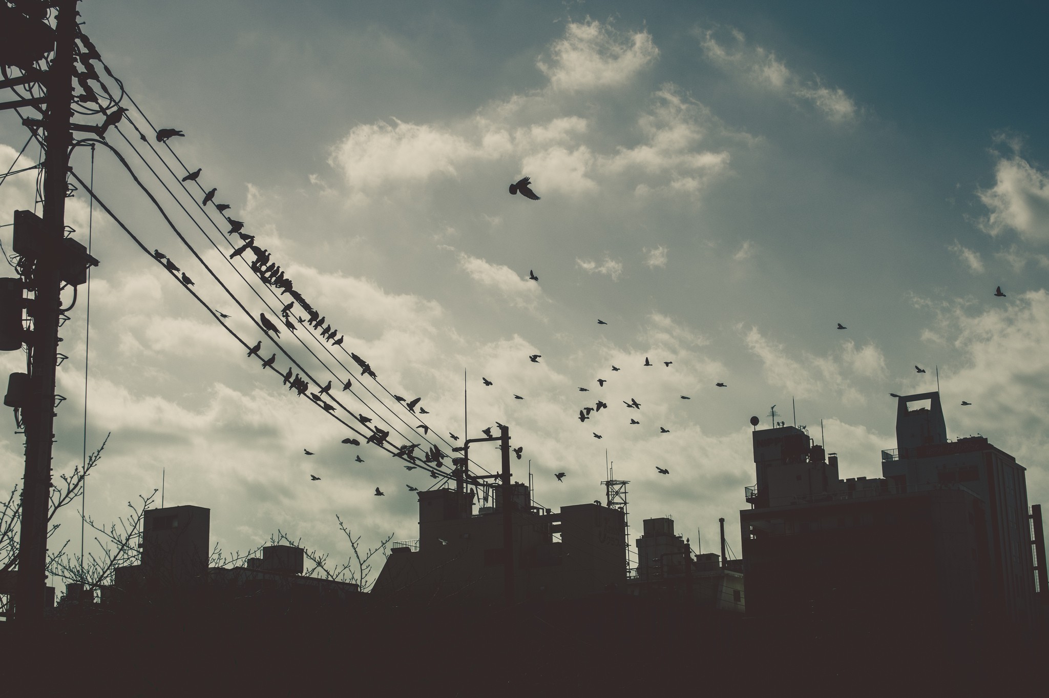 Birds perched on wires above city buildings HD Wallpaper