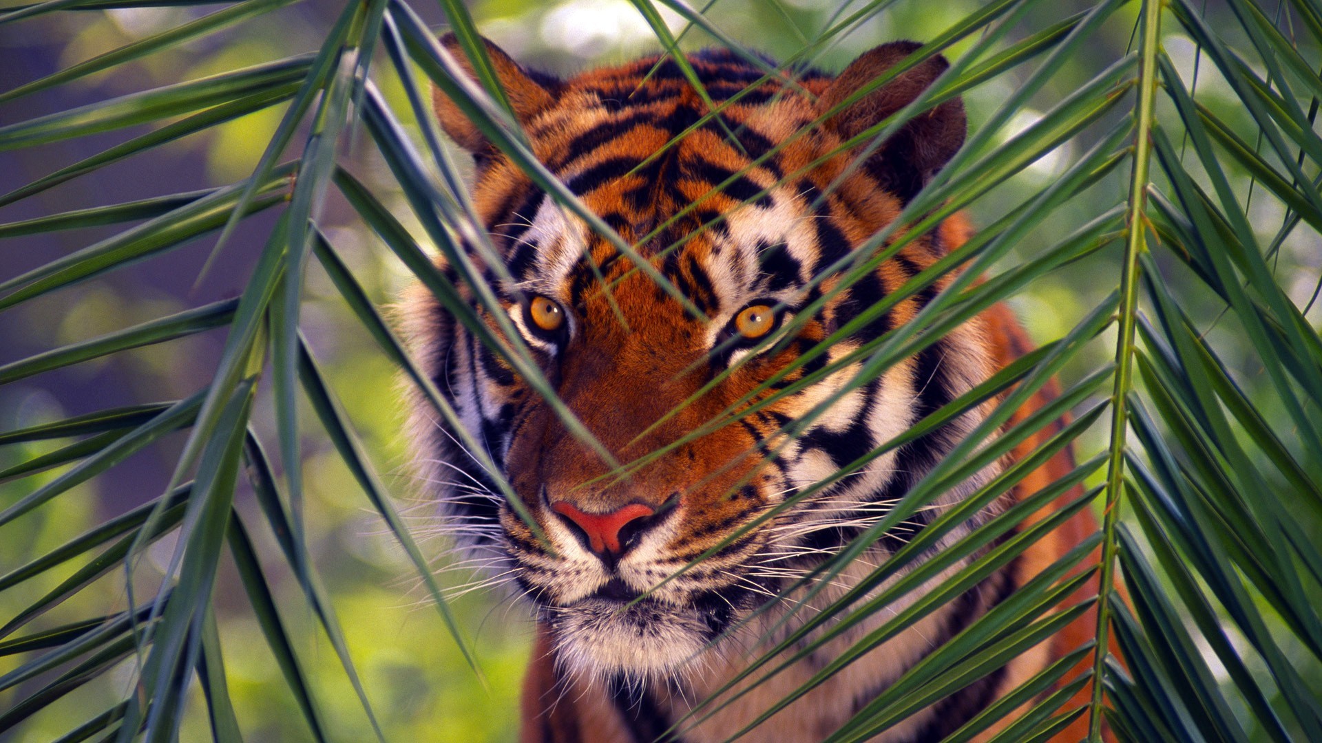 Tiger peeking through palm leaves HD Wallpaper