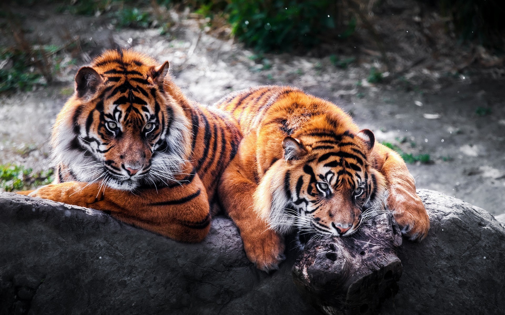 Two tigers resting on a rock HD Wallpaper