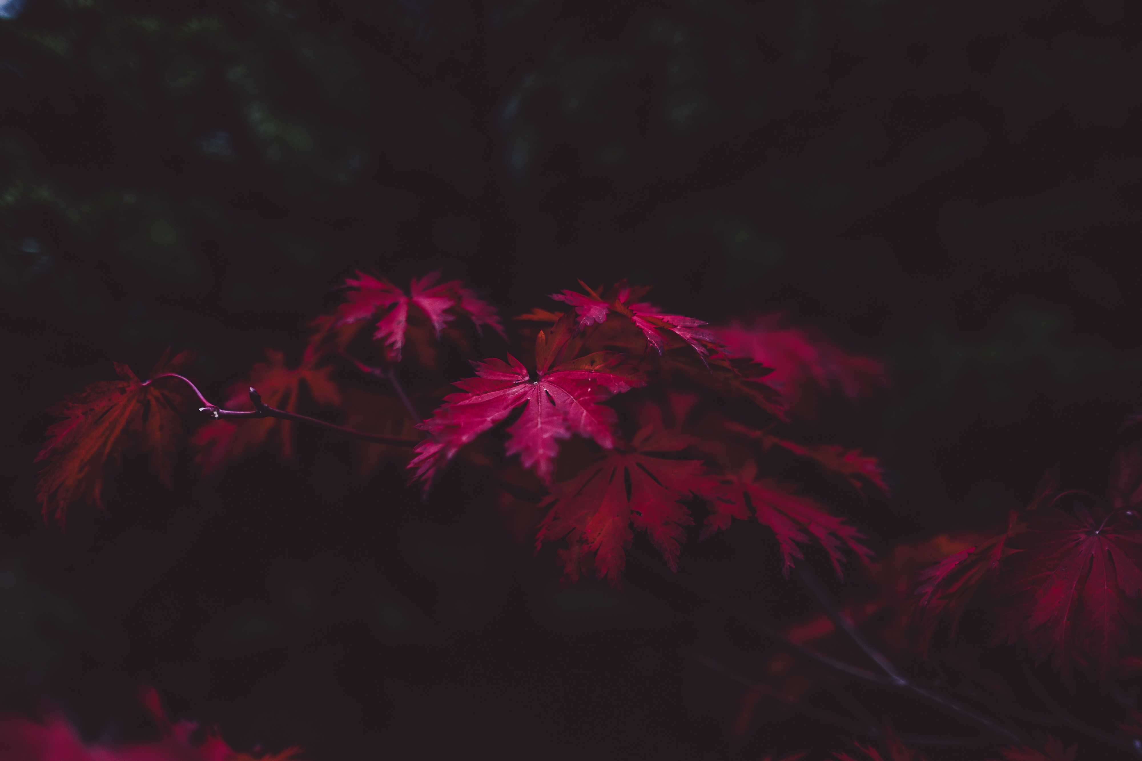 Red Japanese Maple Leaves on a Dark Background HD Wallpaper