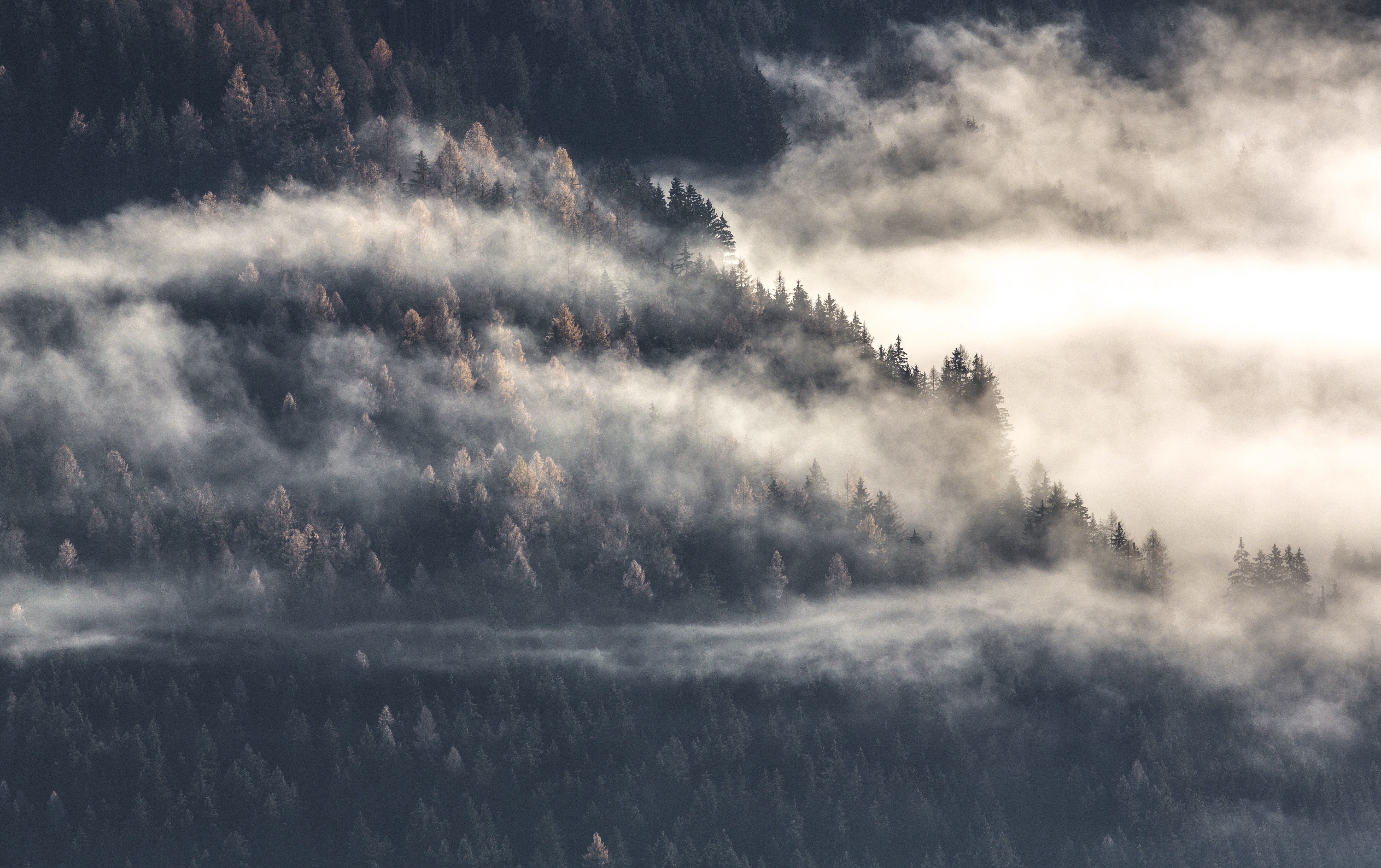 Misty forest with trees on a mountainside HD Wallpaper