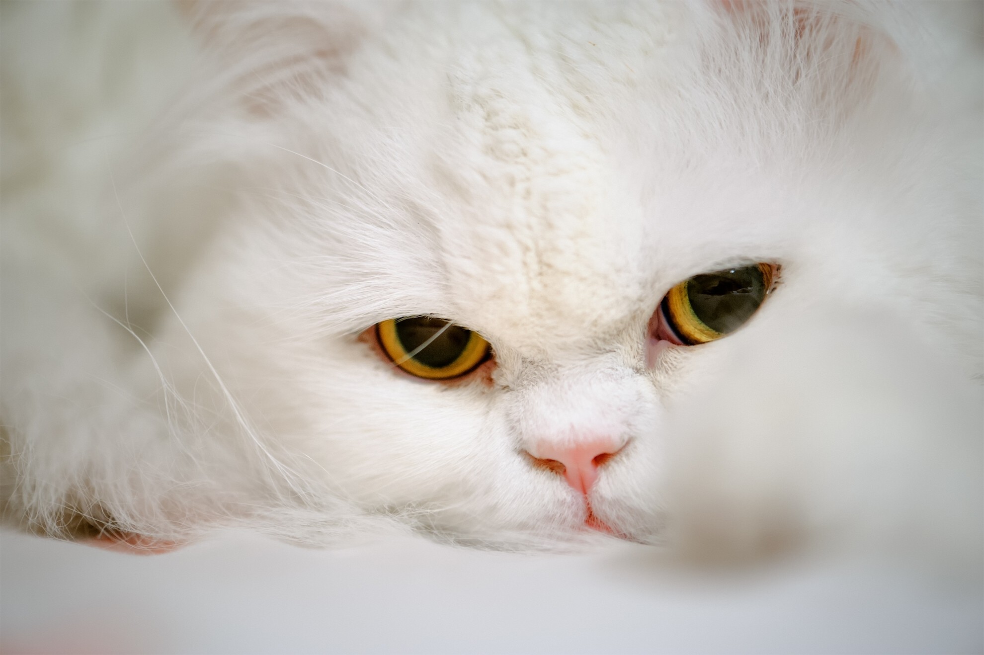 Close-up of a white Persian cat's face HD Wallpaper